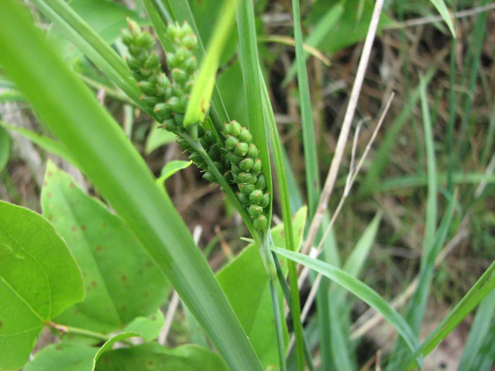Blue Sedge (Carex Flacca) — typically reaching heights of 6 to 12 inches with a comparable spread of 12 to 18 inches; grass / ground cover for full or half