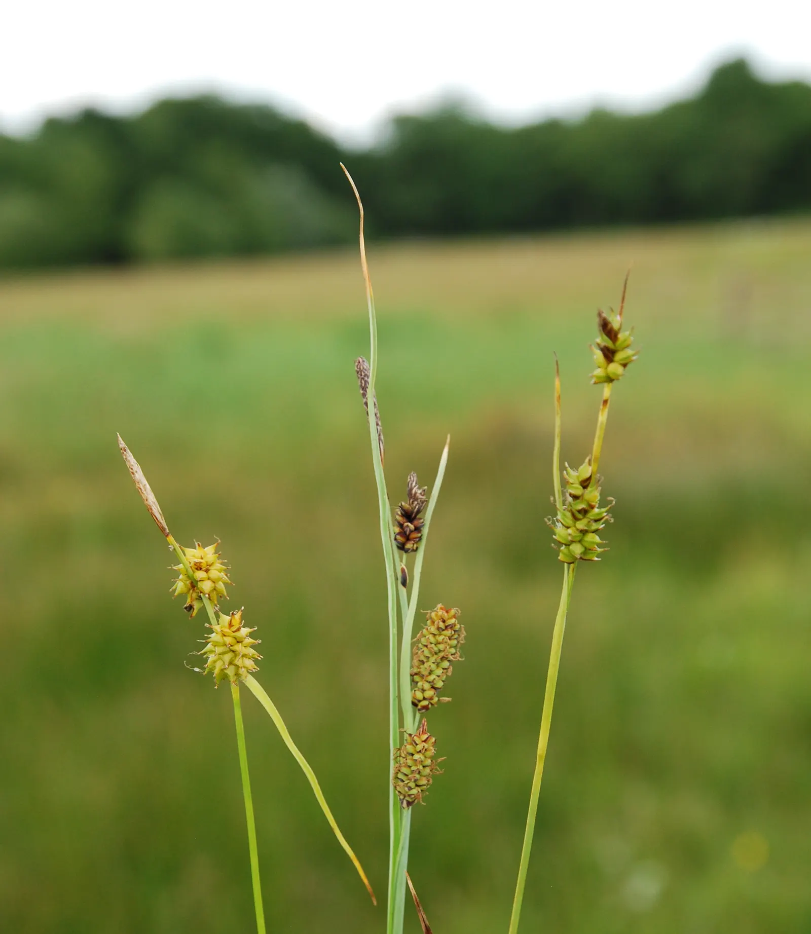 Blue Sedge (Carex Flacca) — Growing to a height of 6-12 inches with a similar spread, it thrives in USDA zones 4-9; blue Sedge adapts well to a range of soil