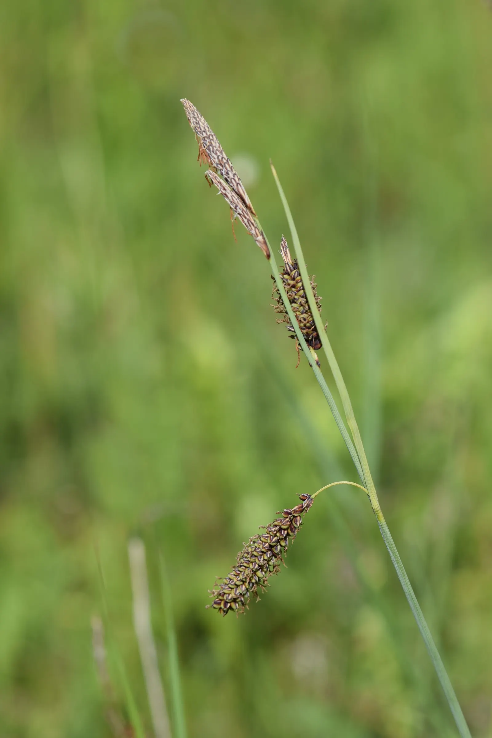 Blue Sedge (Carex Flacca) — grass / ground cover for full or half; and is drought tolerant to a degree, image 80
