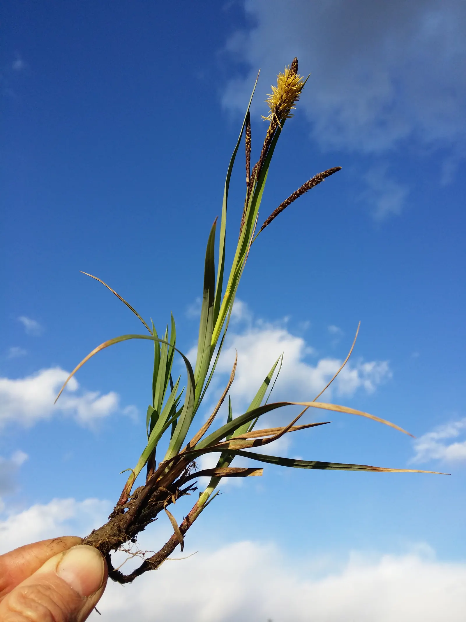 Blue Sedge (Carex Flacca) — commonly referred to as Blue Sedge or Glauca Blue Sedge; it provides year-round interest in a landscape design with its, image 47