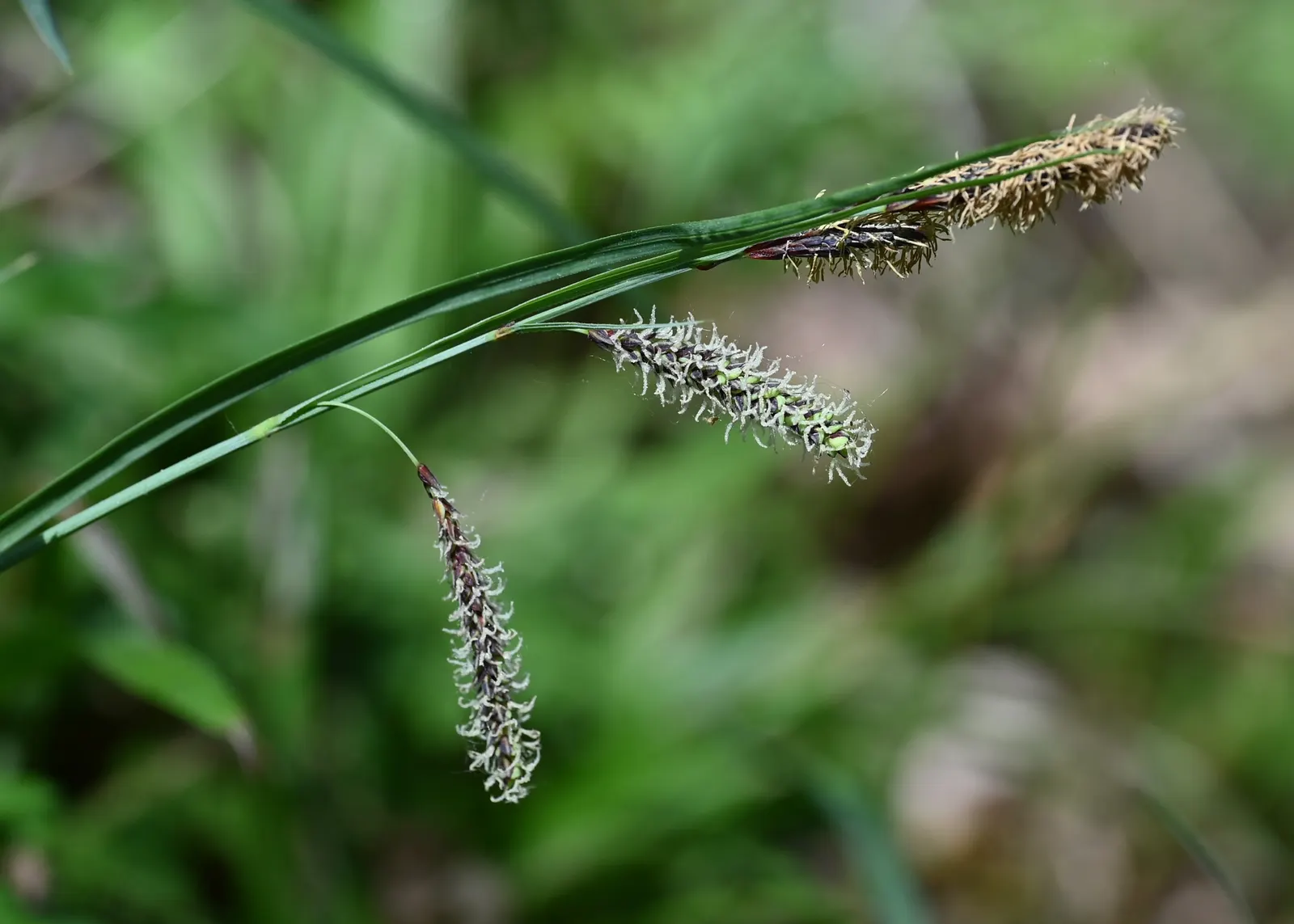 Blue Sedge (Carex Flacca) — giving an additional visual interest without being ostentatious