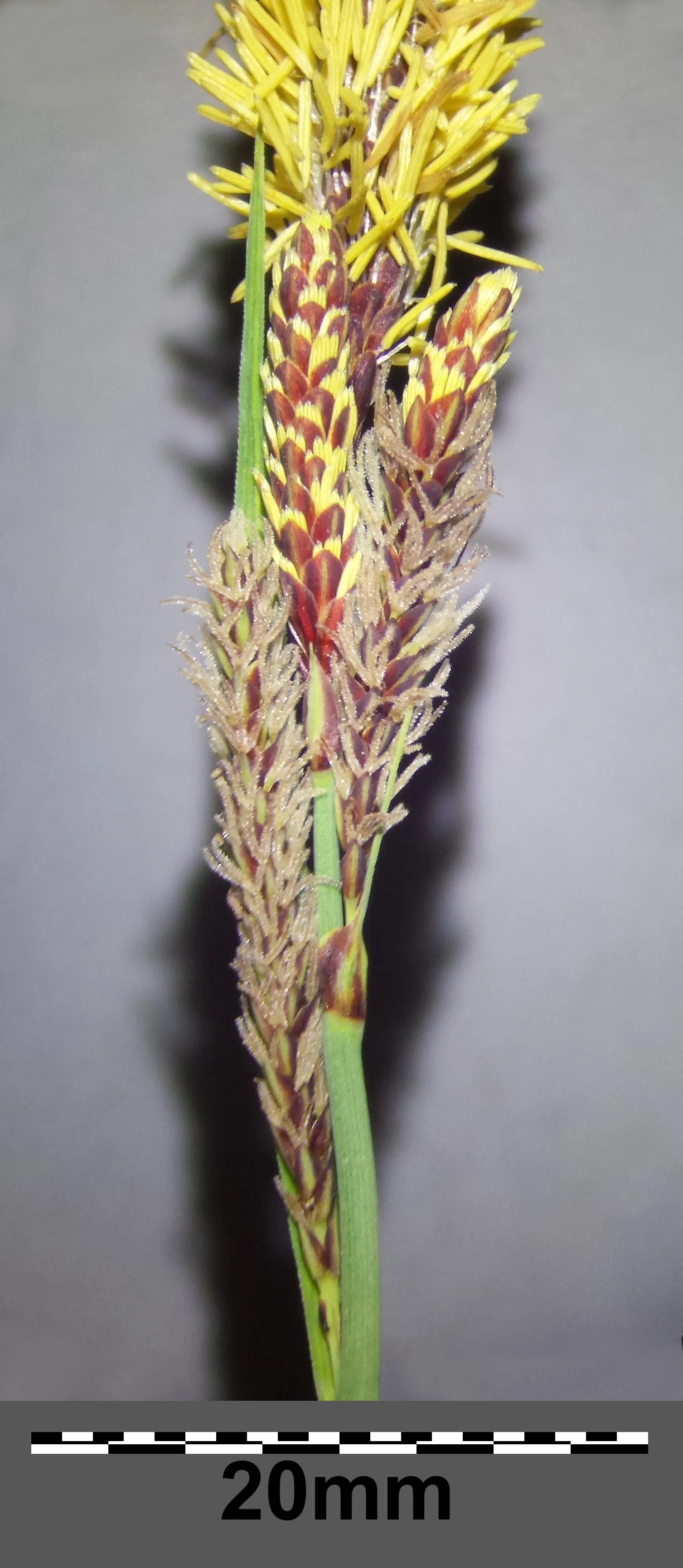Blue Sedge (Carex Flacca) — and is drought tolerant to a degree; rarely troubled by pests or diseases, image 77