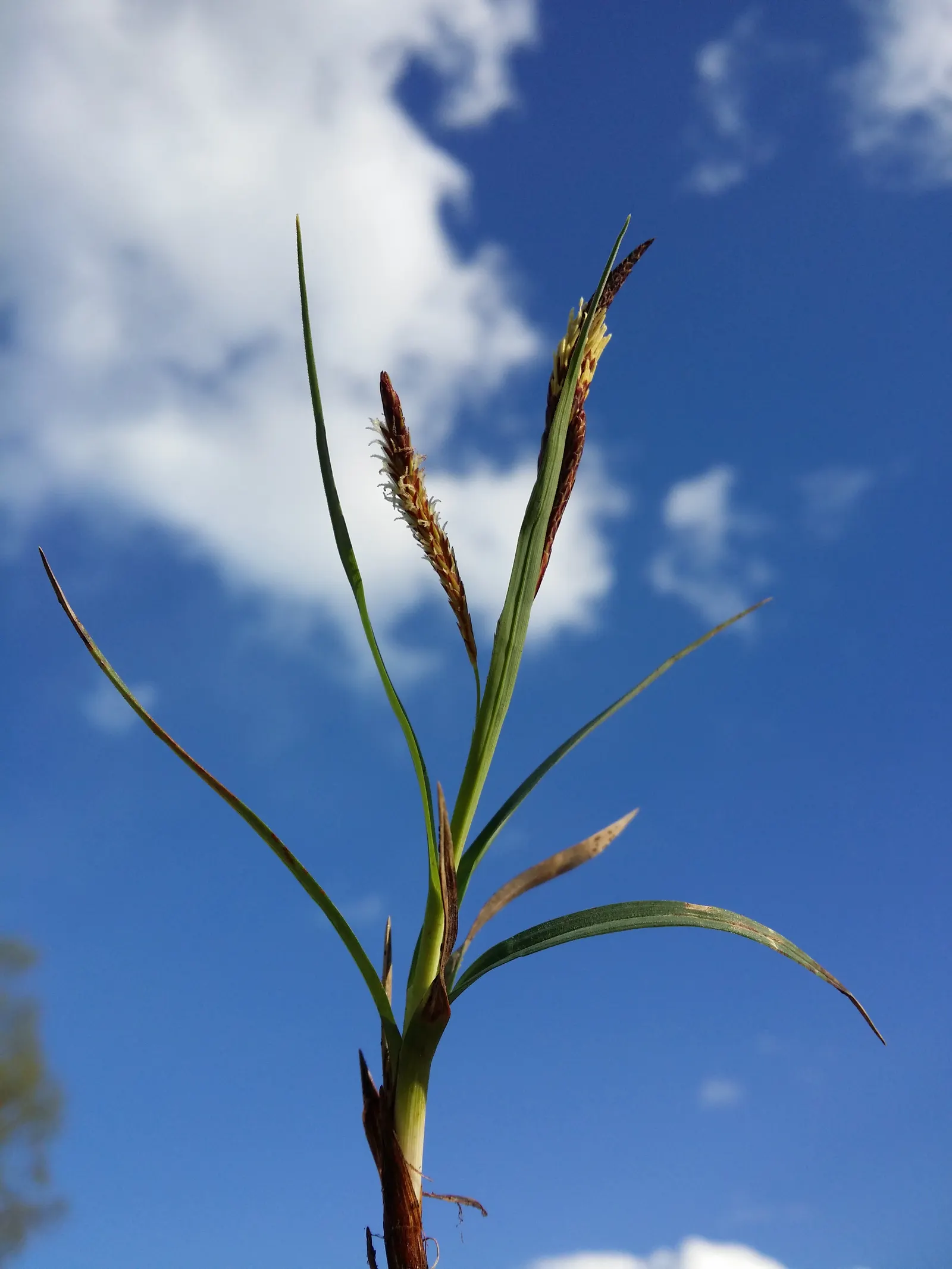 Blue Sedge (Carex Flacca) — Growing to a height of 6-12 inches with a similar spread, it thrives in USDA zones 4-9