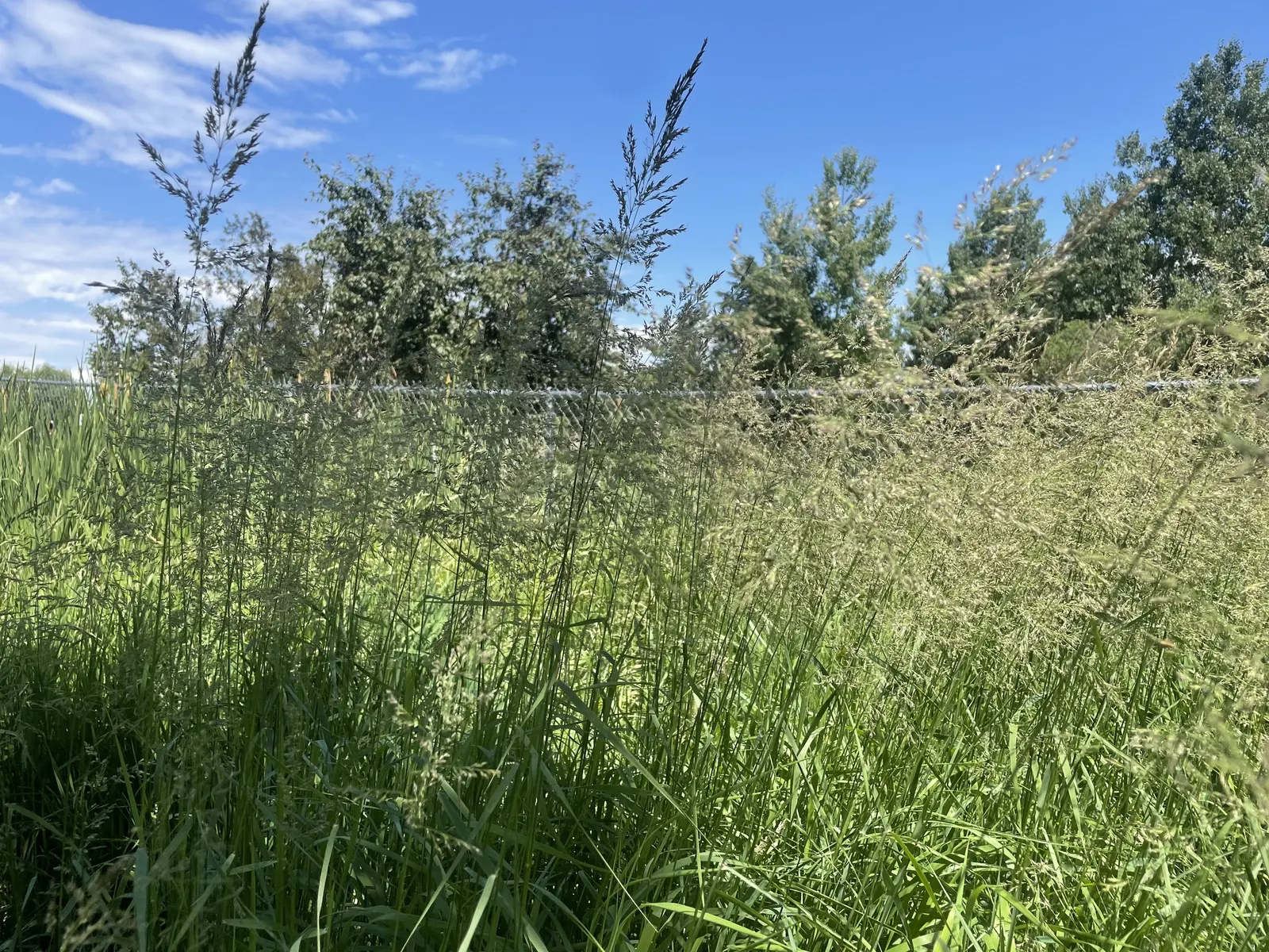 Blue Sedge (Carex Flacca) — arching leaves boast a unique powdery blue hue on the upper side and a glaucous green underside