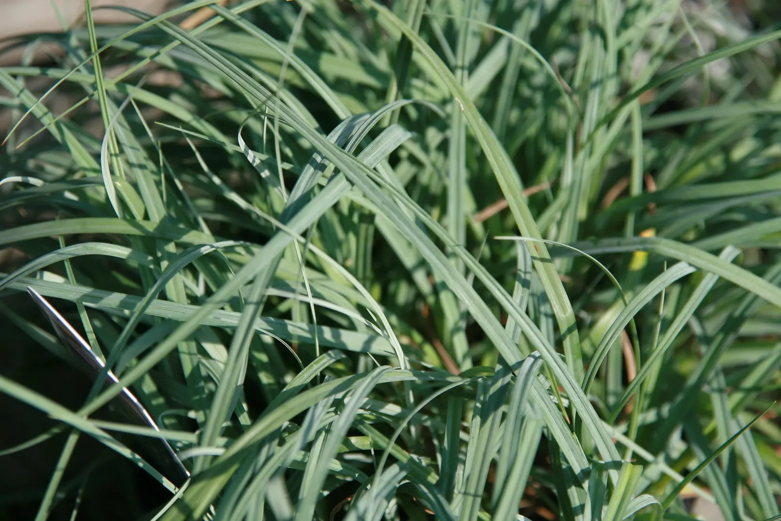 Blue Sedge (Carex Flacca) — It is hardy in USDA Zones 4 through 9, making it a robust choice for various climates