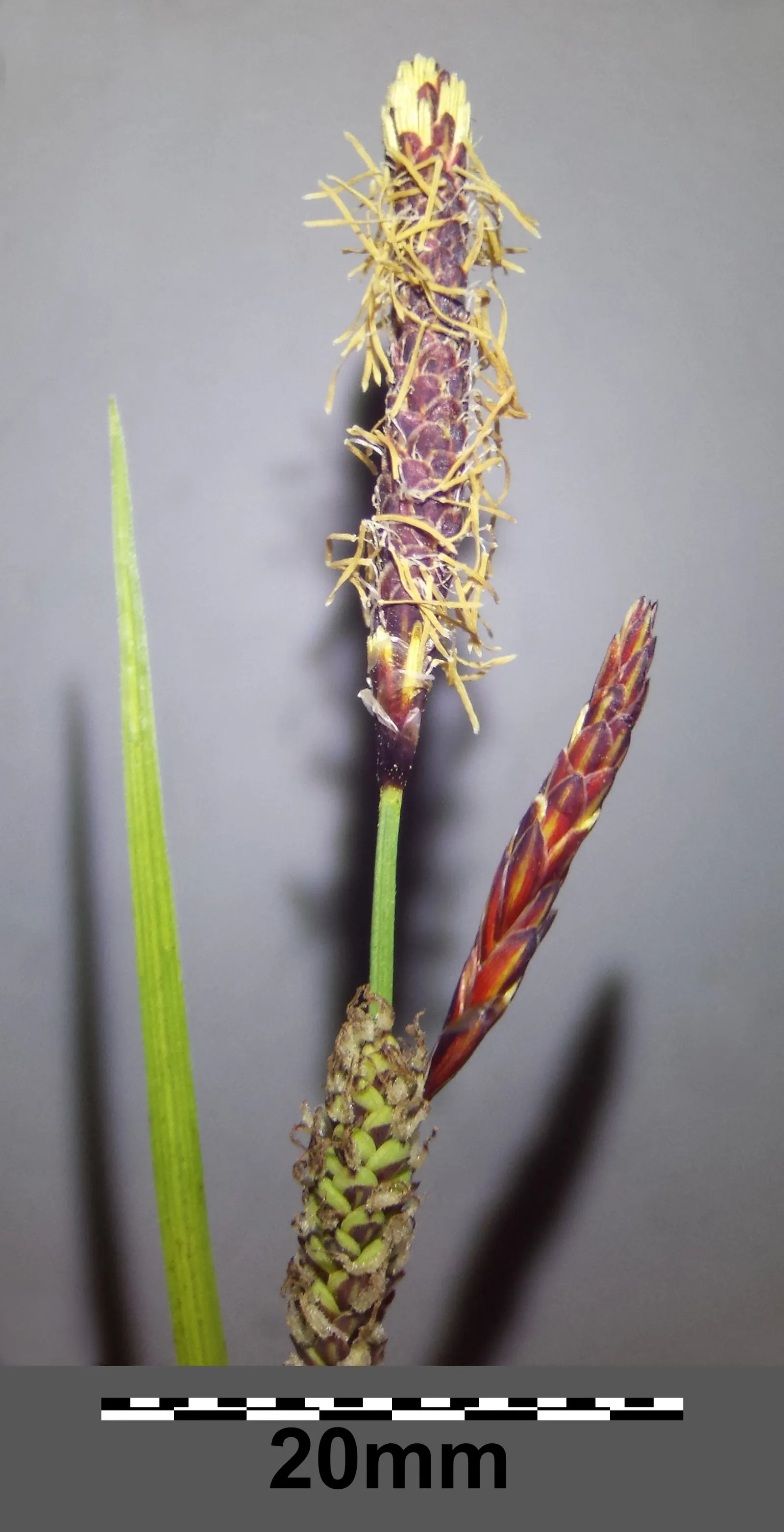 Blue Sedge (Carex Flacca) — Growing to a height of 6-12 inches with a similar spread, it thrives in USDA zones 4-9; blue Sedge adapts well to a, image 62