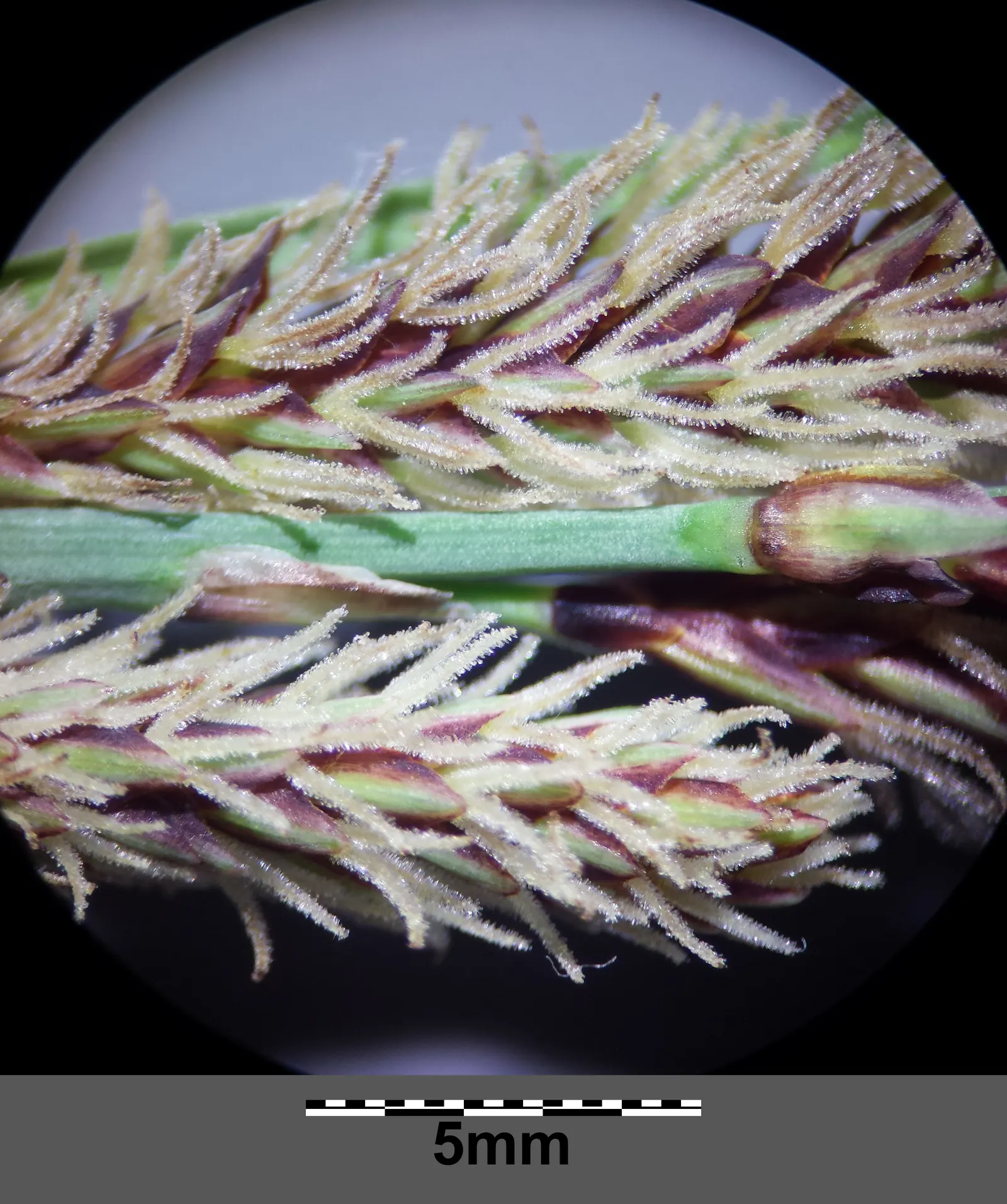 Blue Sedge (Carex Flacca) — Prefers partial to full shade and moist, well-drained soils