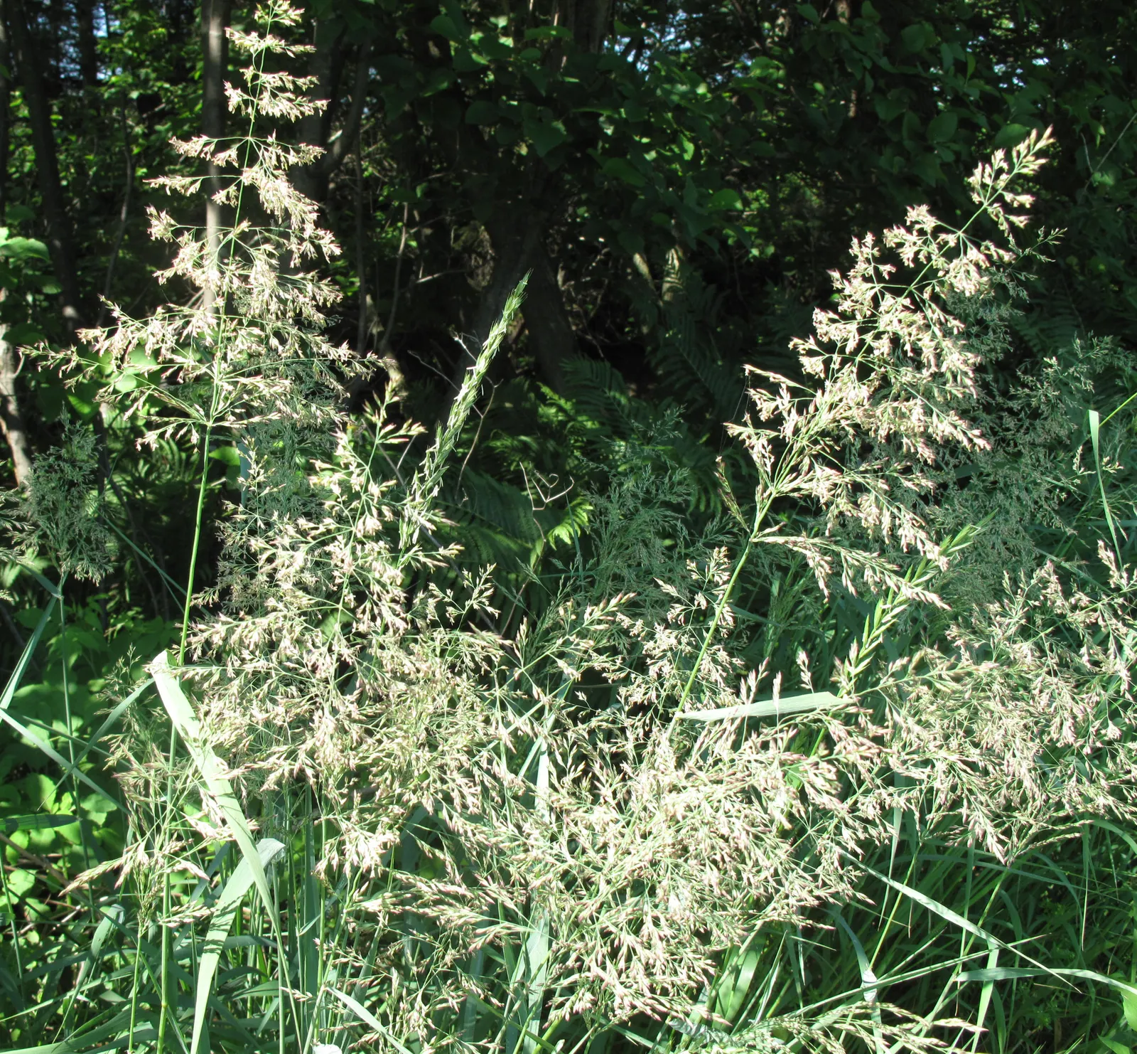 Blue Sedge (Carex Flacca) — Blue Sedge (Carex flacca), a hardy perennial grass-like plant, features powdery blue-green foliage; ideal for ground cover