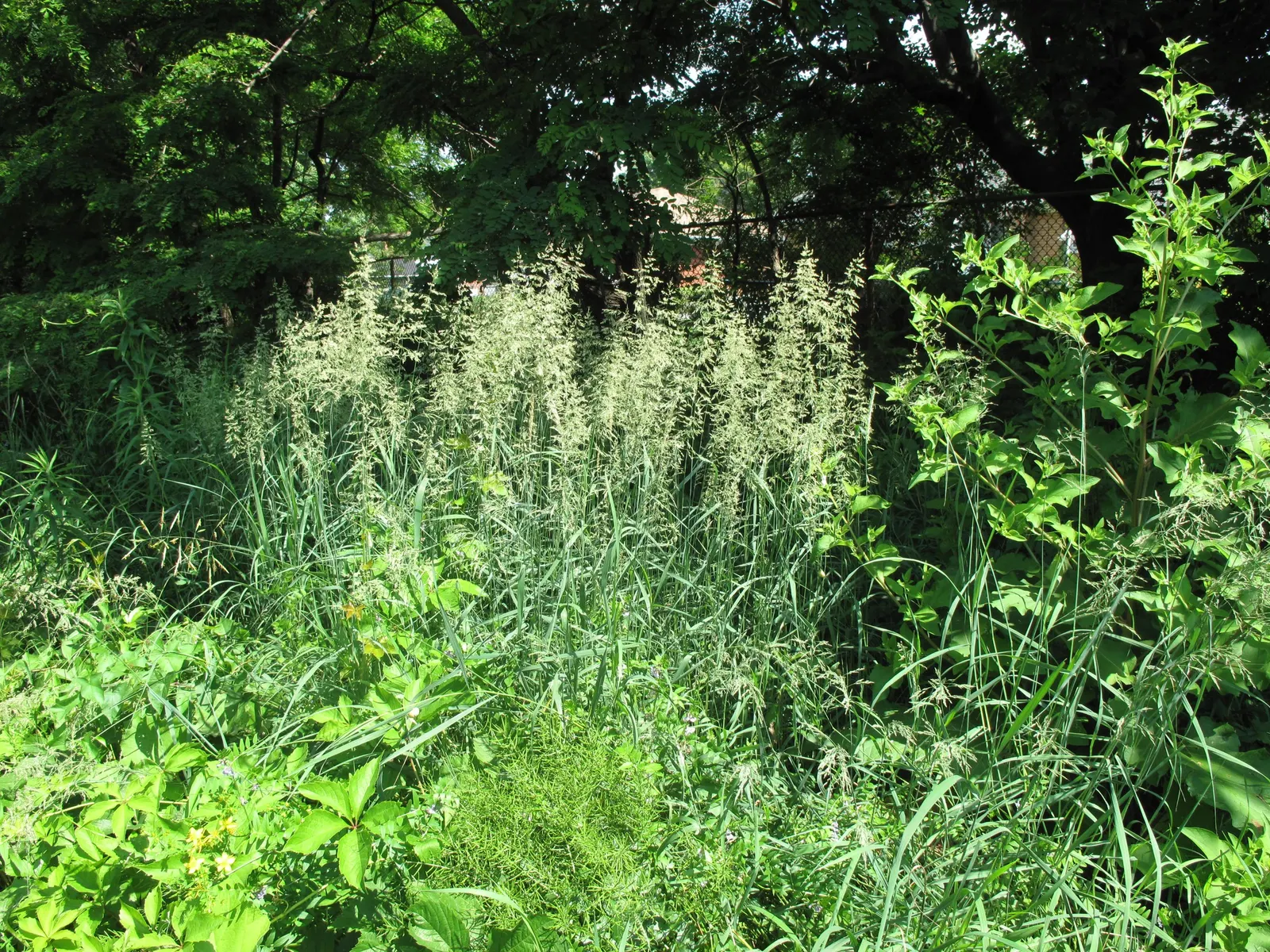 Blue Sedge (Carex Flacca) — Ideal for ground cover, borders, and underplanting; low maintenance with minimal fertilization needs, image 84