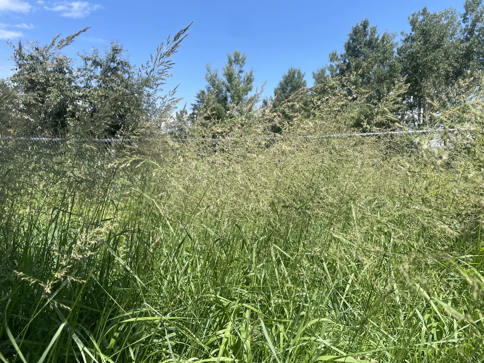 Blue Sedge (Carex Flacca) — Blue Sedge adapts well to a range of soil types