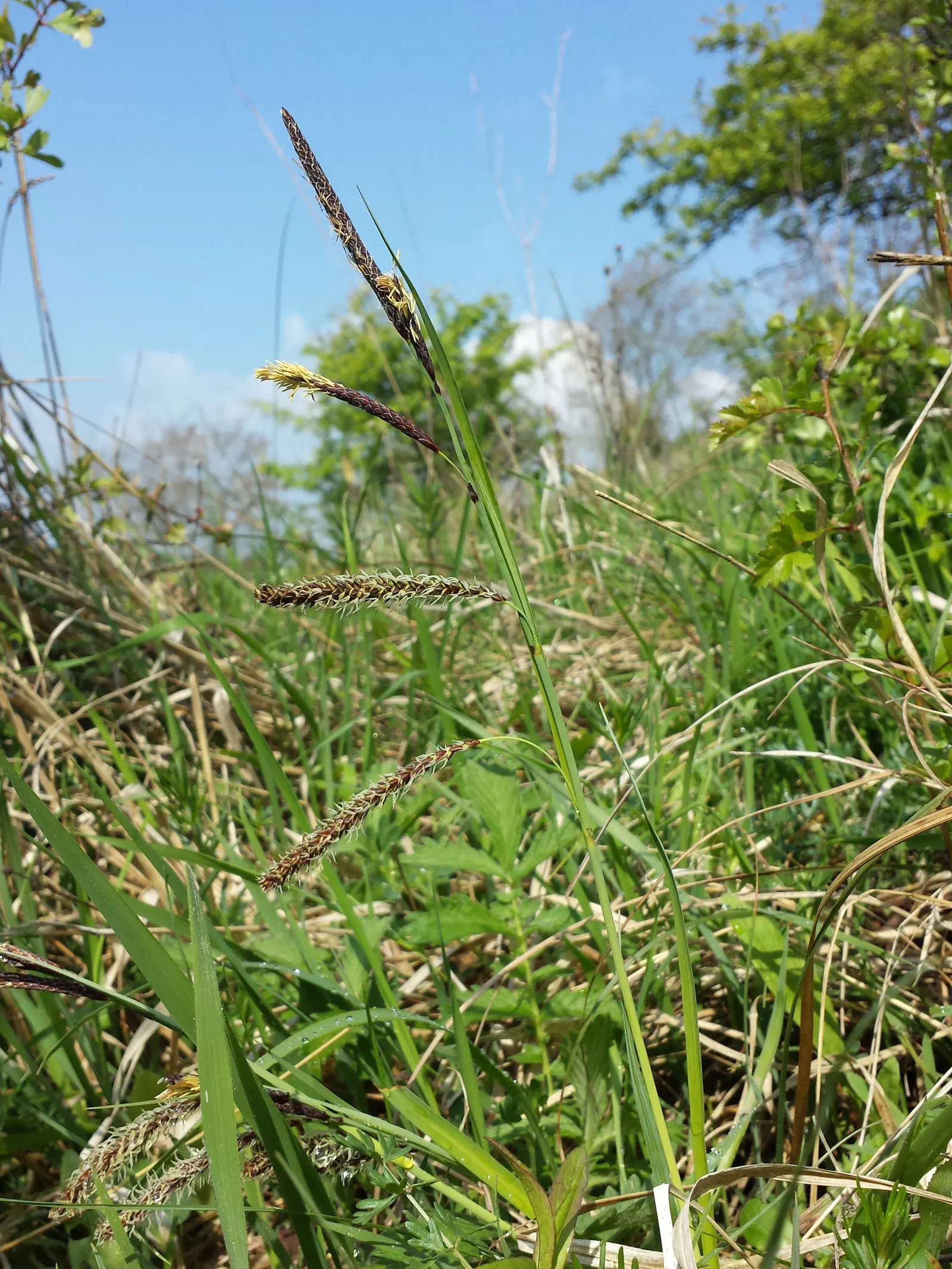 Blue Sedge (Carex Flacca) — This versatile sedge grows in graceful; consistently moist conditions, image 48