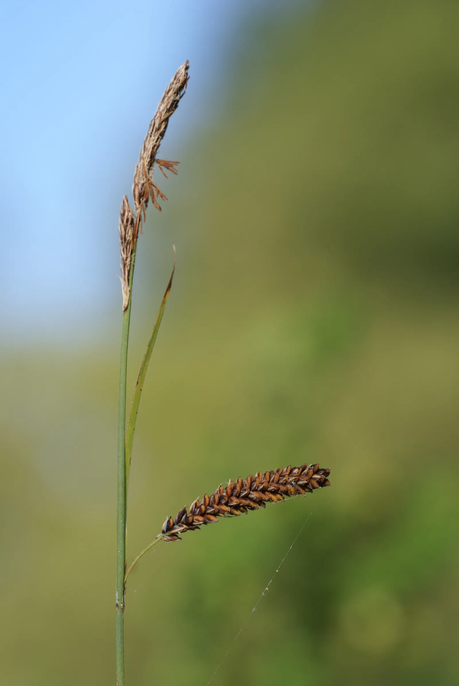 Blue Sedge (Carex Flacca) — giving an additional visual interest without being ostentatious; prefers partial to full shade and moist, well-drained, image 78