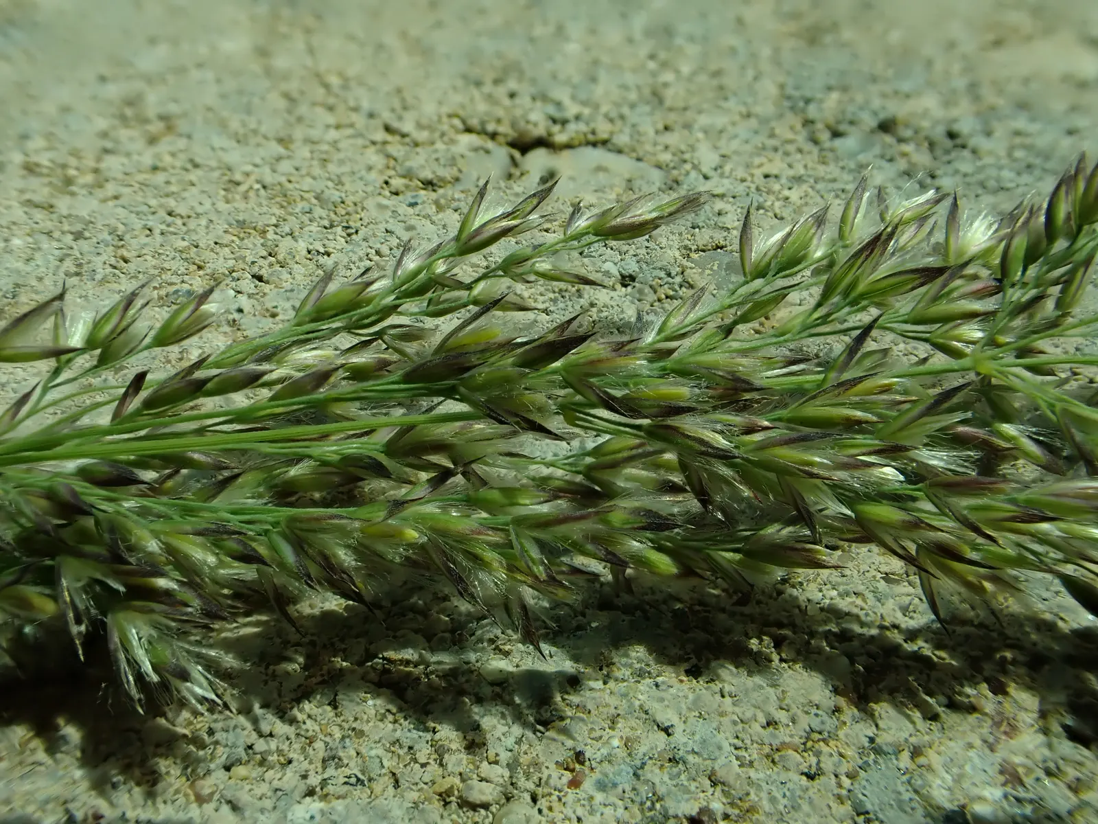Blue Sedge (Carex Flacca) — Blue Sedge adapts well to a range of soil types; it is hardy in USDA Zones 4 through 9, making it a robust choice for, image 71