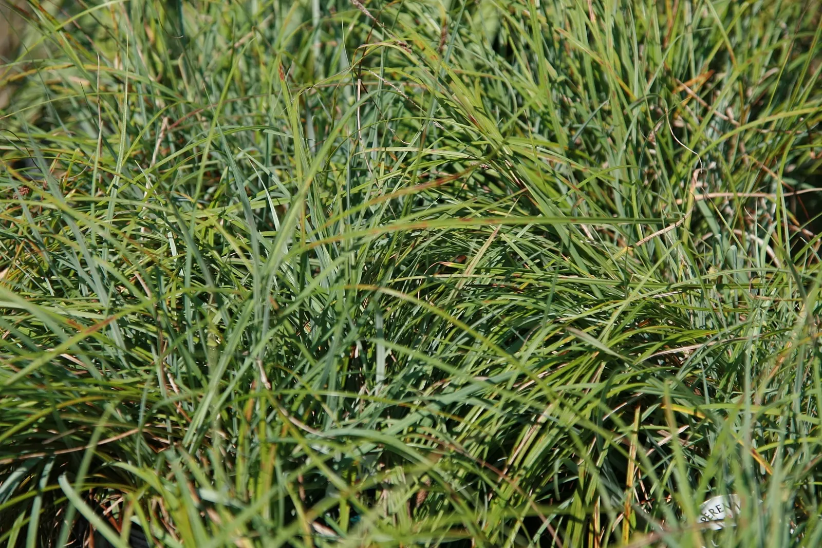 Blue Sedge (Carex Flacca) — Blue Sedge (Carex flacca), a hardy perennial grass-like plant, features powdery blue-green foliage; ideal for ground, image 61