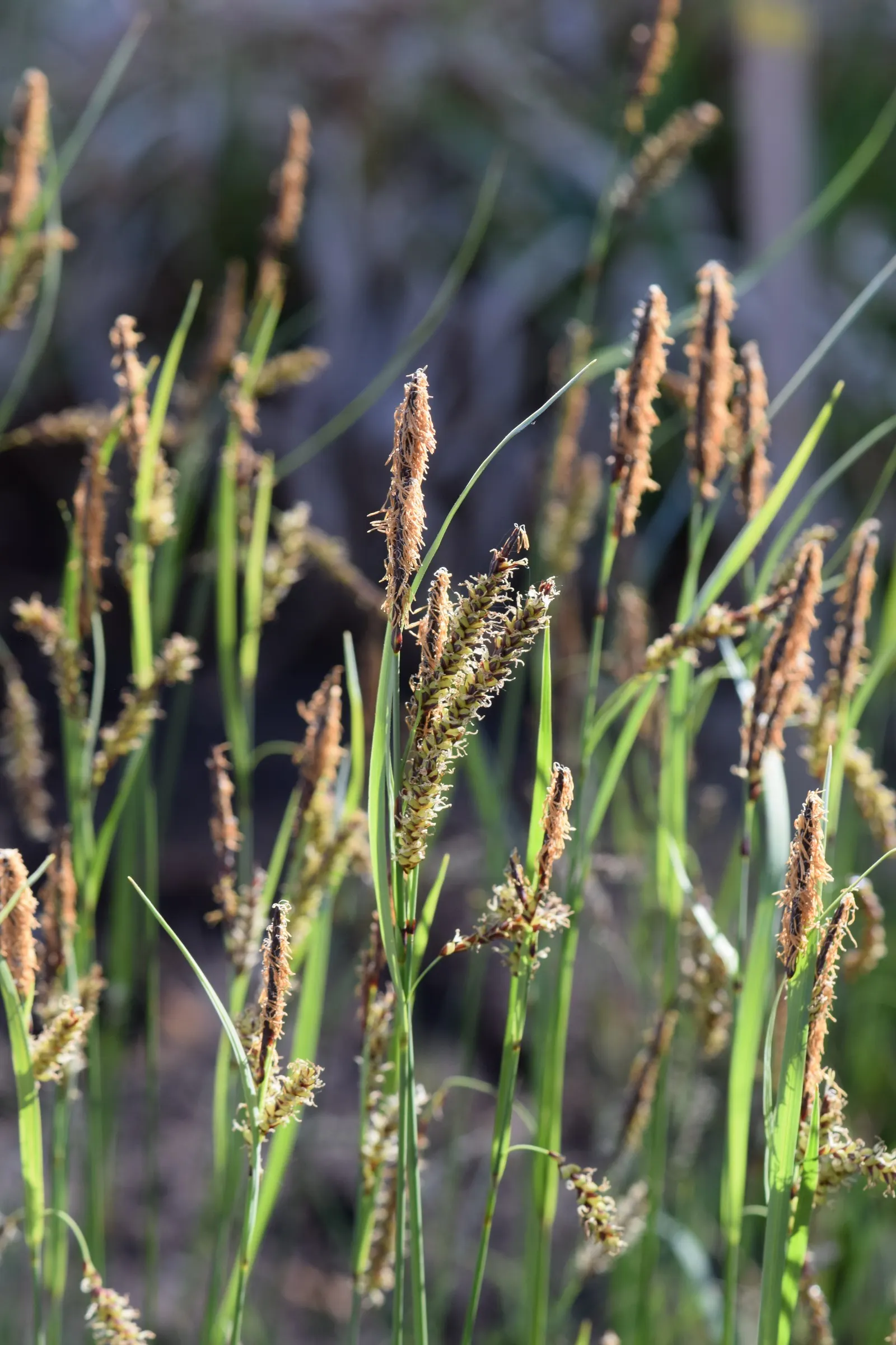Blue Sedge (Carex Flacca) — rarely troubled by pests or diseases; typically reaching heights of 6 to 12 inches with a comparable spread of 12 to 18, image 76