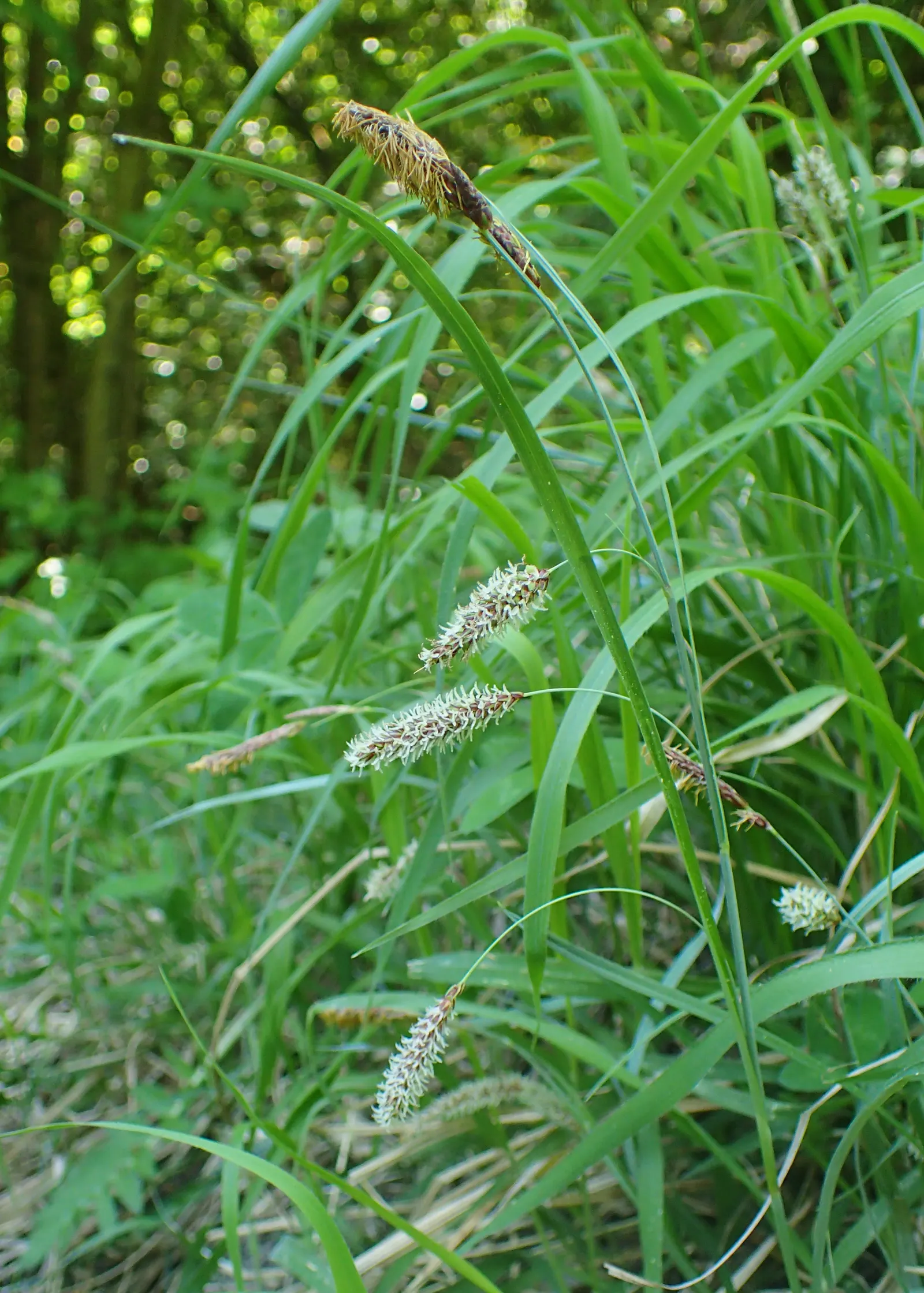 Blue Sedge (Carex Flacca) — Blue Sedge adapts well to a range of soil types; it is hardy in USDA Zones 4 through 9, making it a robust choice for, image 91