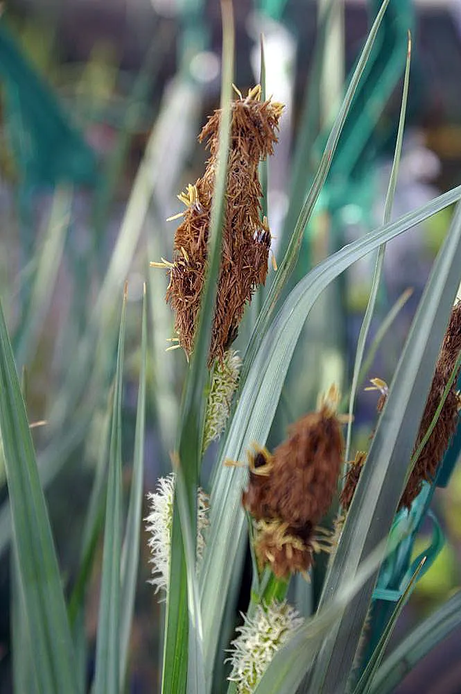 Blue Sedge (Carex Flacca) — Prefers partial to full shade and moist, well-drained soils; giving an additional visual interest without being, image 43