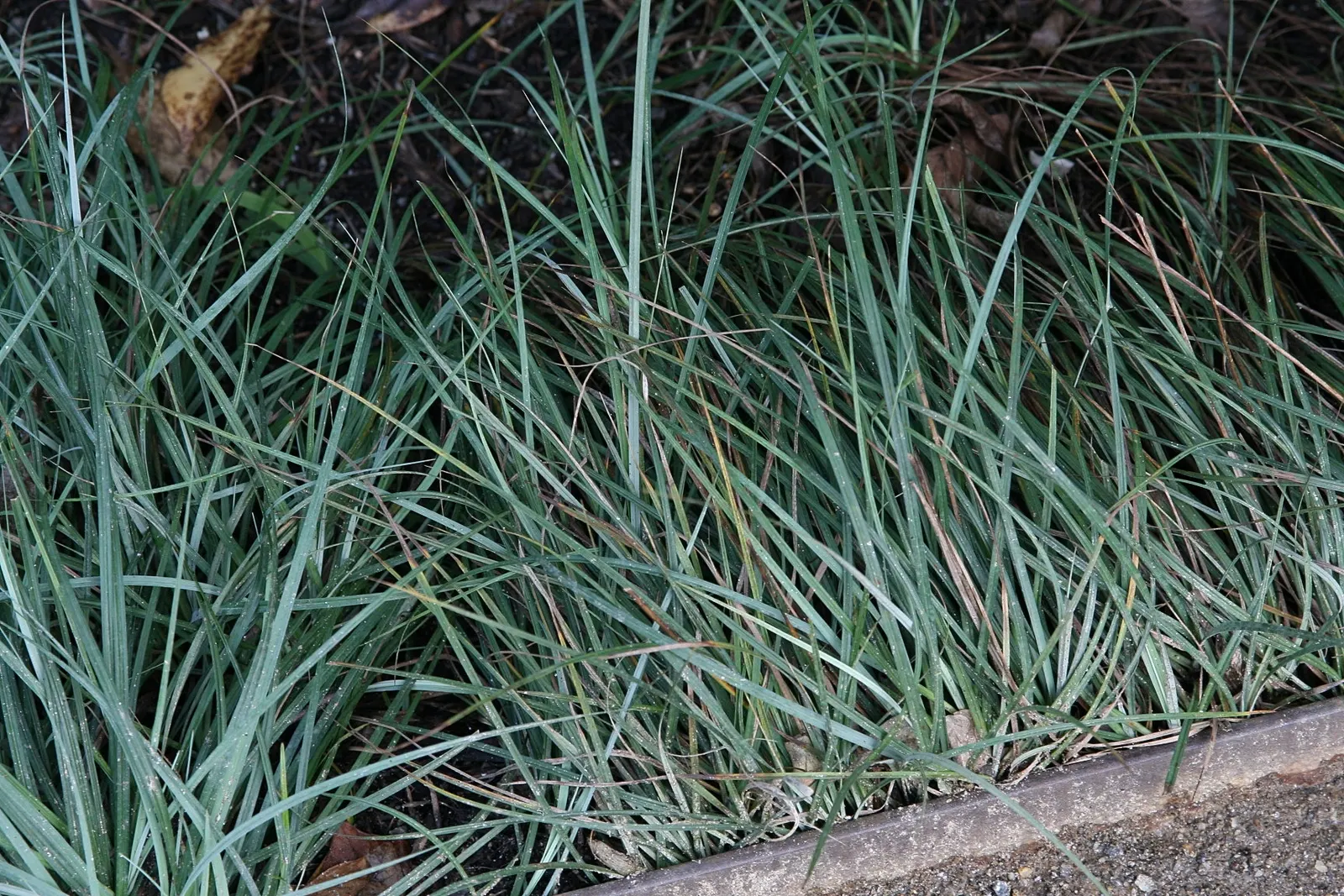 Blue Sedge (Carex Flacca) — and is drought tolerant to a degree; rarely troubled by pests or diseases