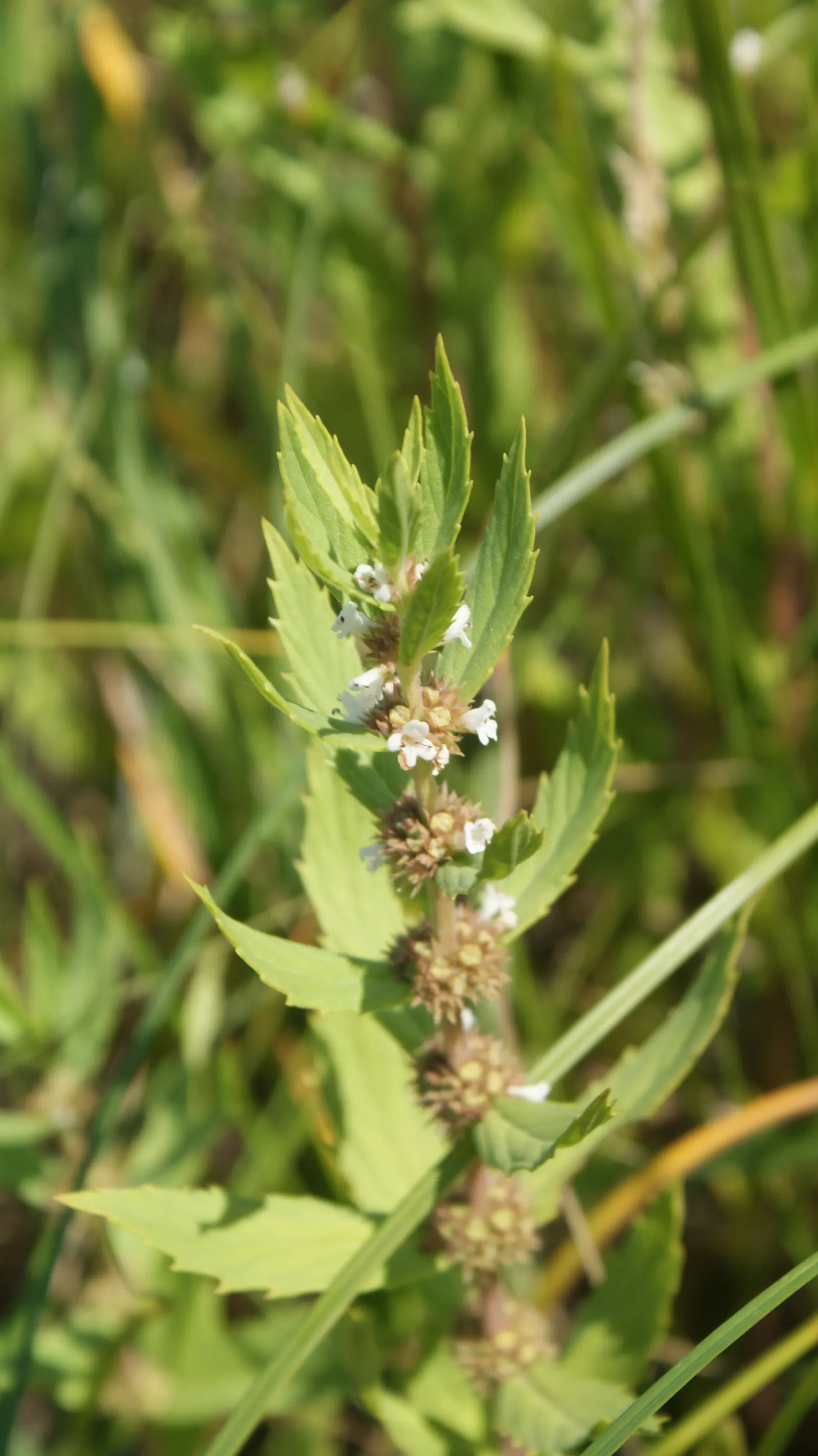 Blue Sedge (Carex Flacca) — Ideal for ground cover, borders, and underplanting