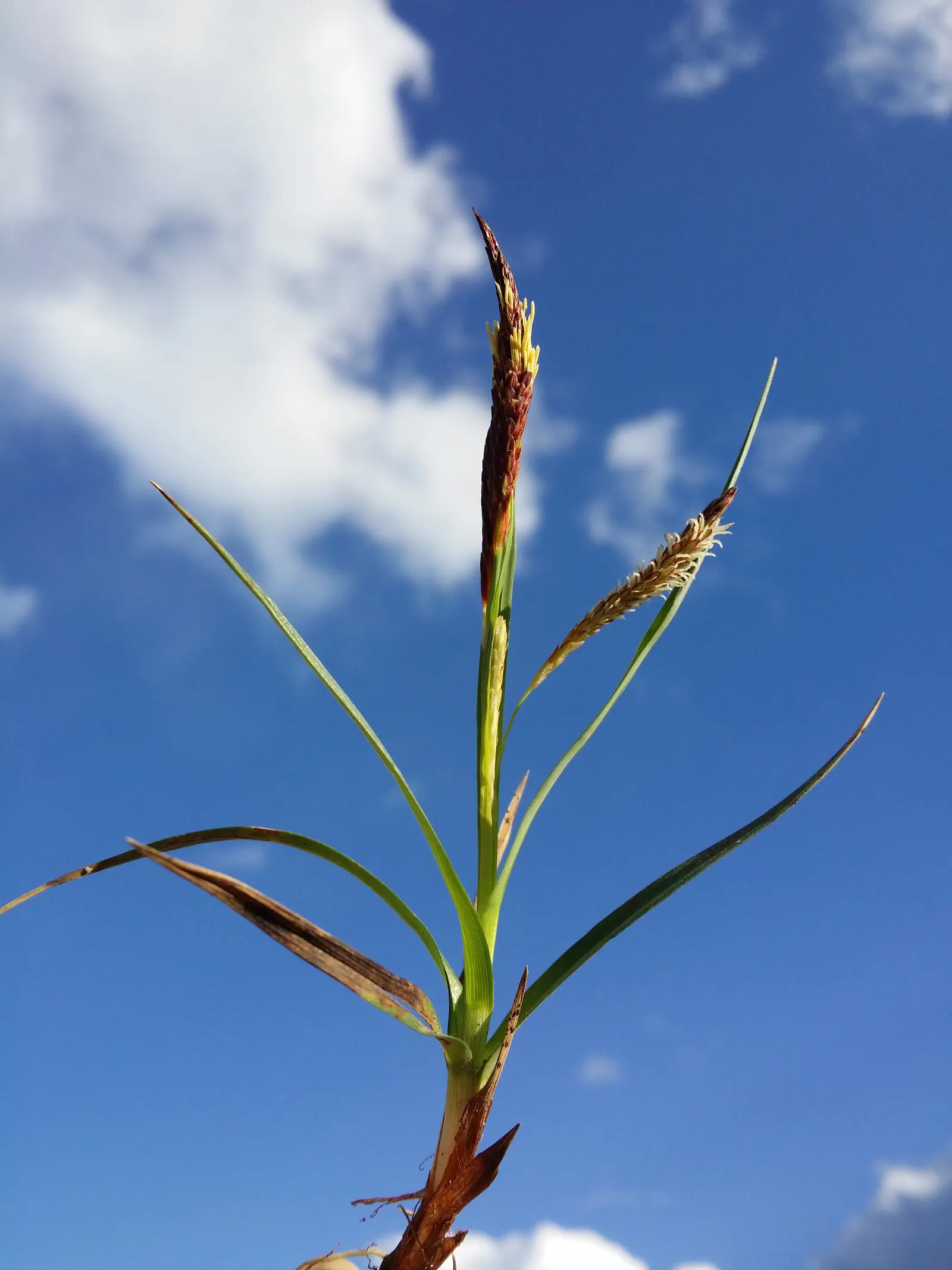 Blue Sedge (Carex Flacca) — rarely troubled by pests or diseases; typically reaching heights of 6 to 12 inches with a comparable spread of 12 to 18 inches