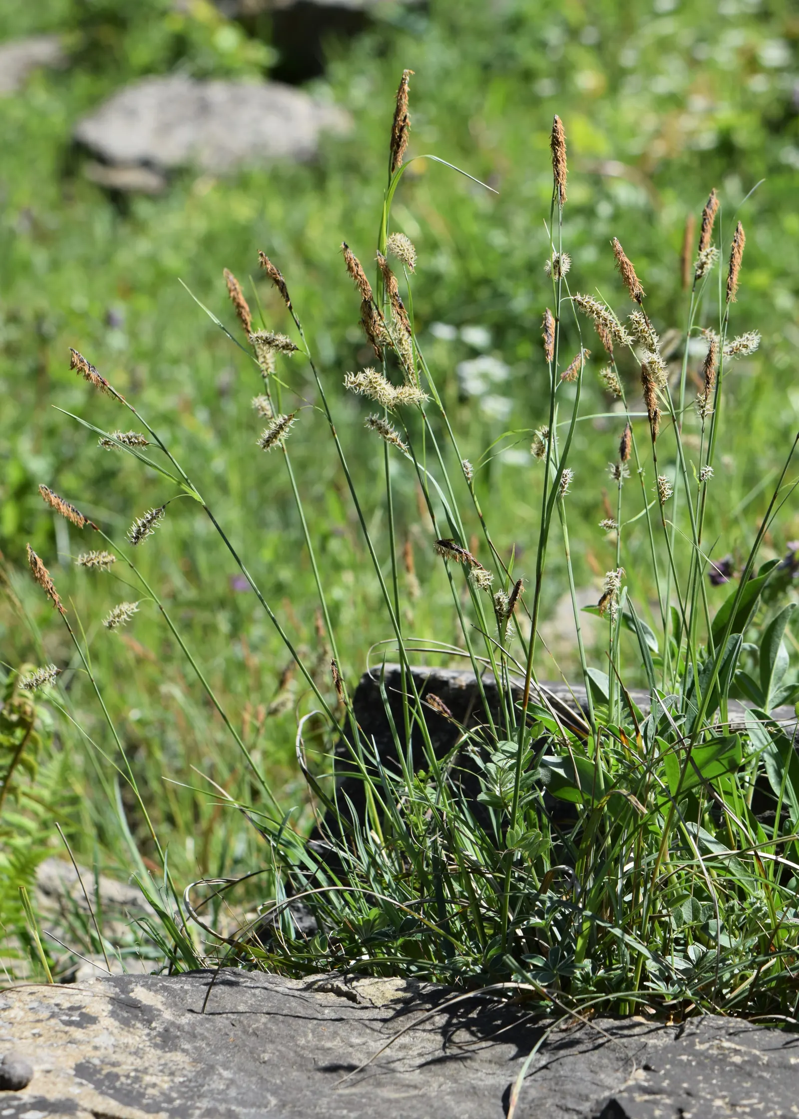 Blue Sedge (Carex Flacca) — rarely troubled by pests or diseases