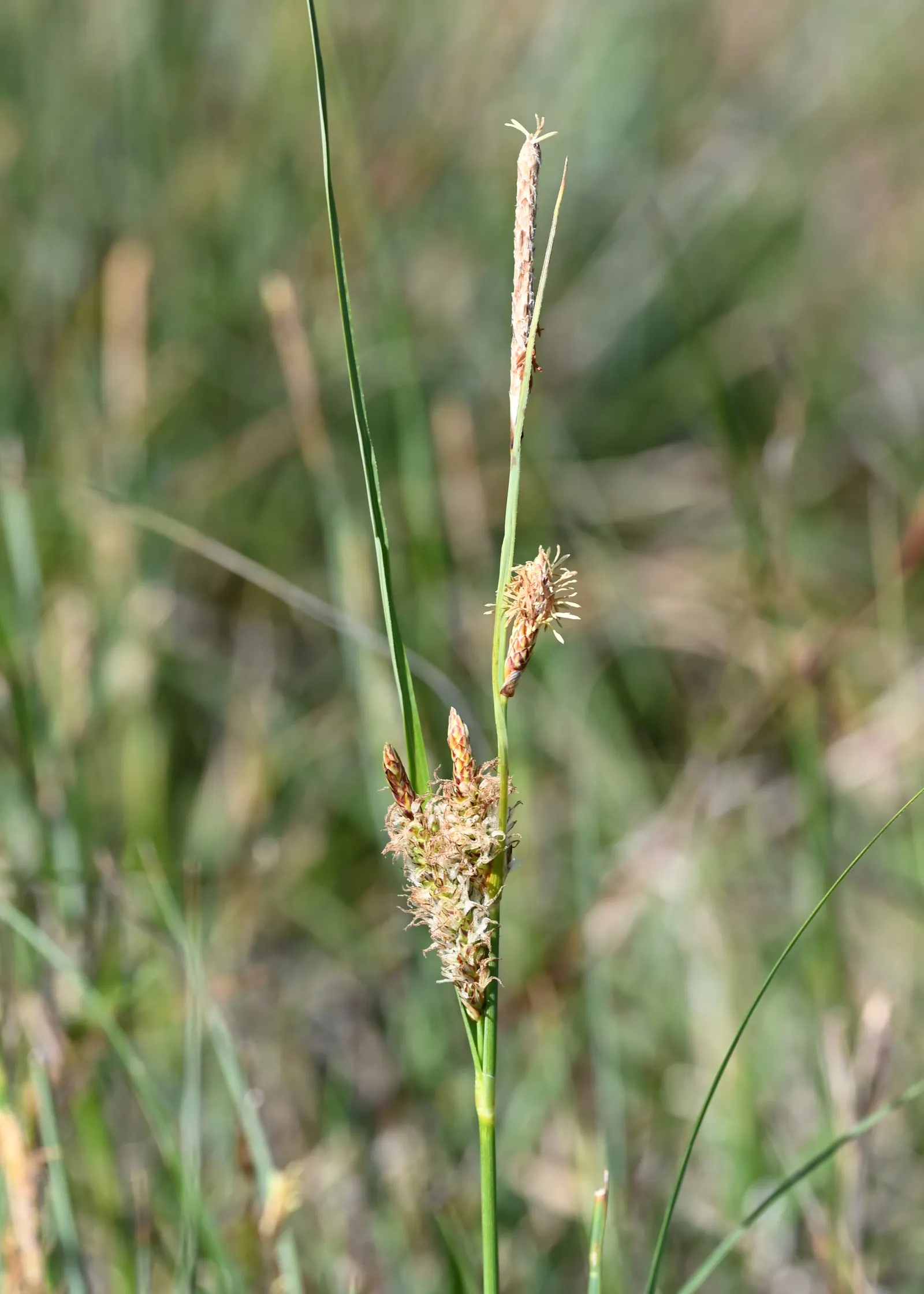 Blue Sedge (Carex Flacca) — it provides year-round interest in a landscape design with its textured; for clients desiring a low-growing plant with year-round