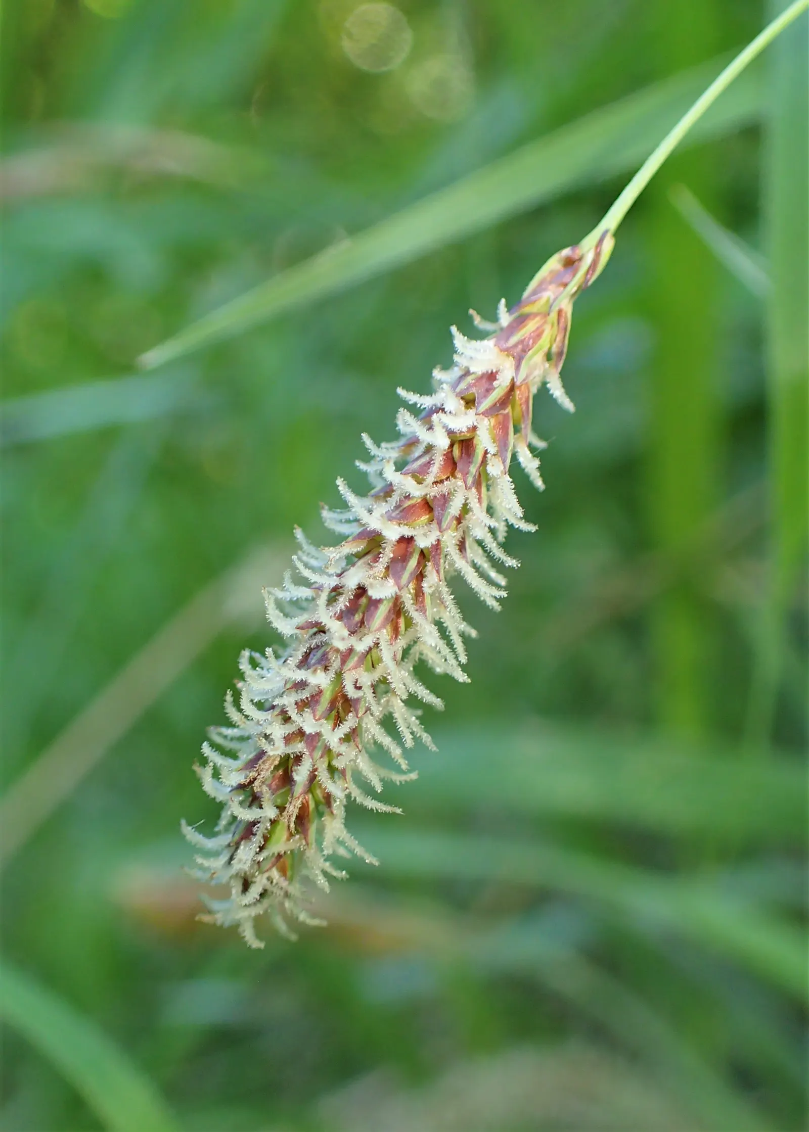 Blue Sedge (Carex Flacca) — Low maintenance with minimal fertilization needs; though it thrives in well-drained, image 85