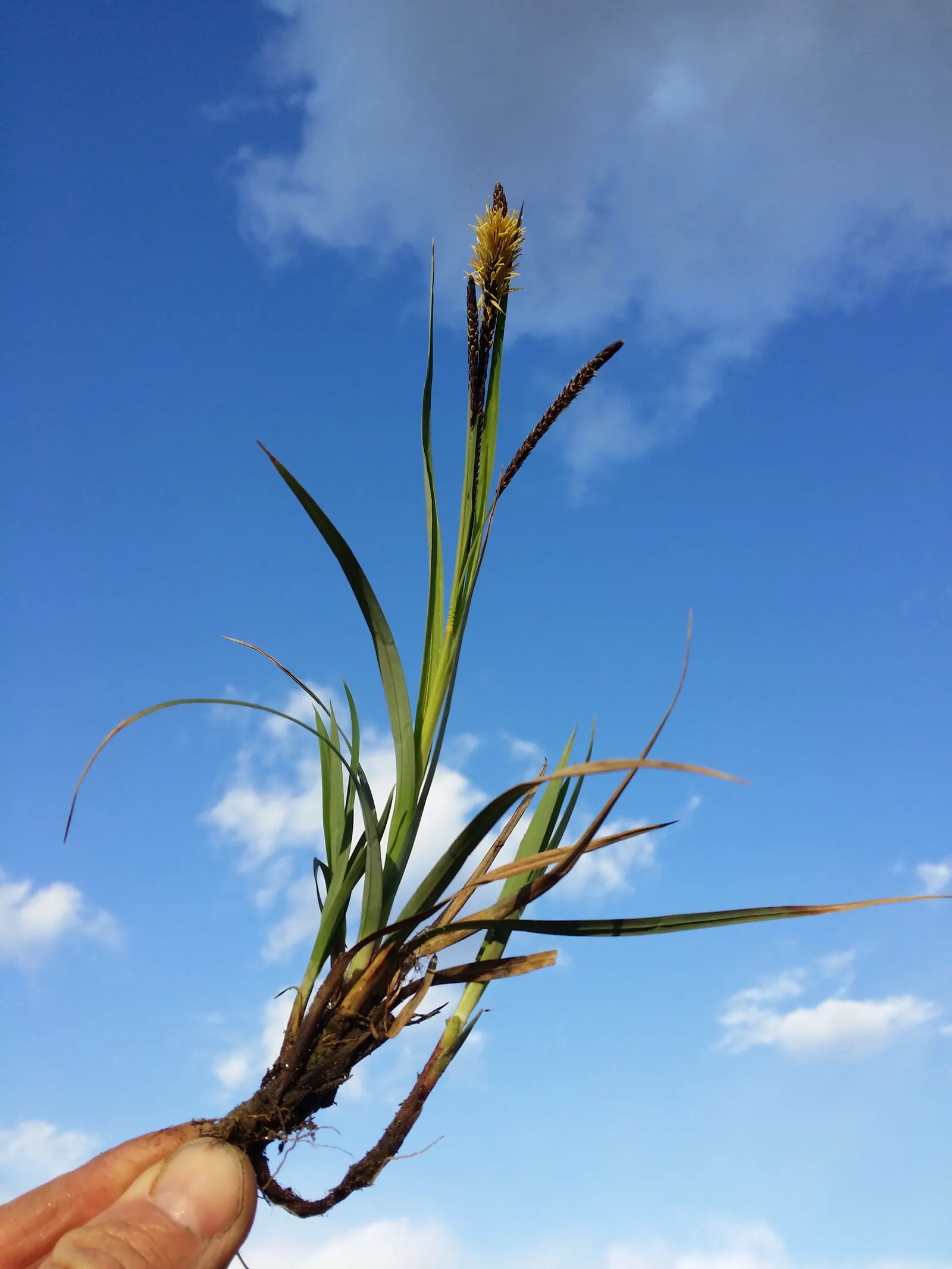 Blue Sedge (Carex Flacca) — it provides year-round interest in a landscape design with its textured; for clients desiring a low-growing plant with, image 86