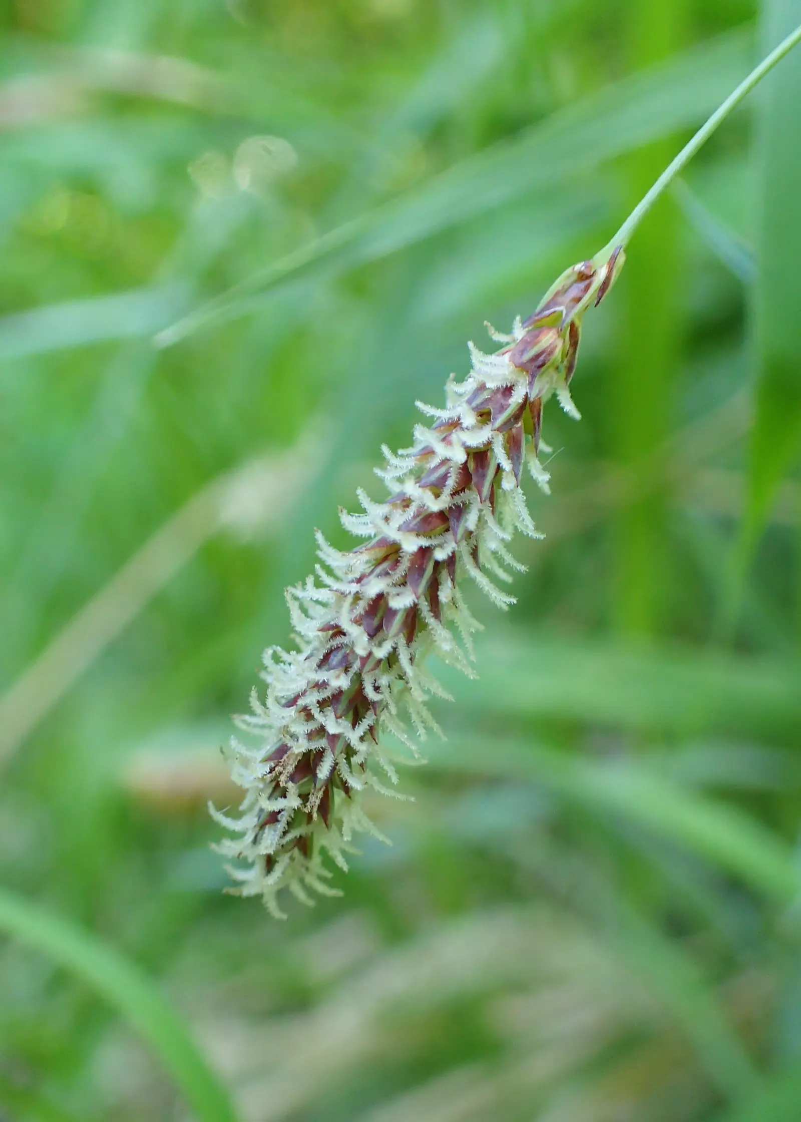 Blue Sedge (Carex Flacca) — consistently moist conditions; this versatile sedge grows in graceful, image 53