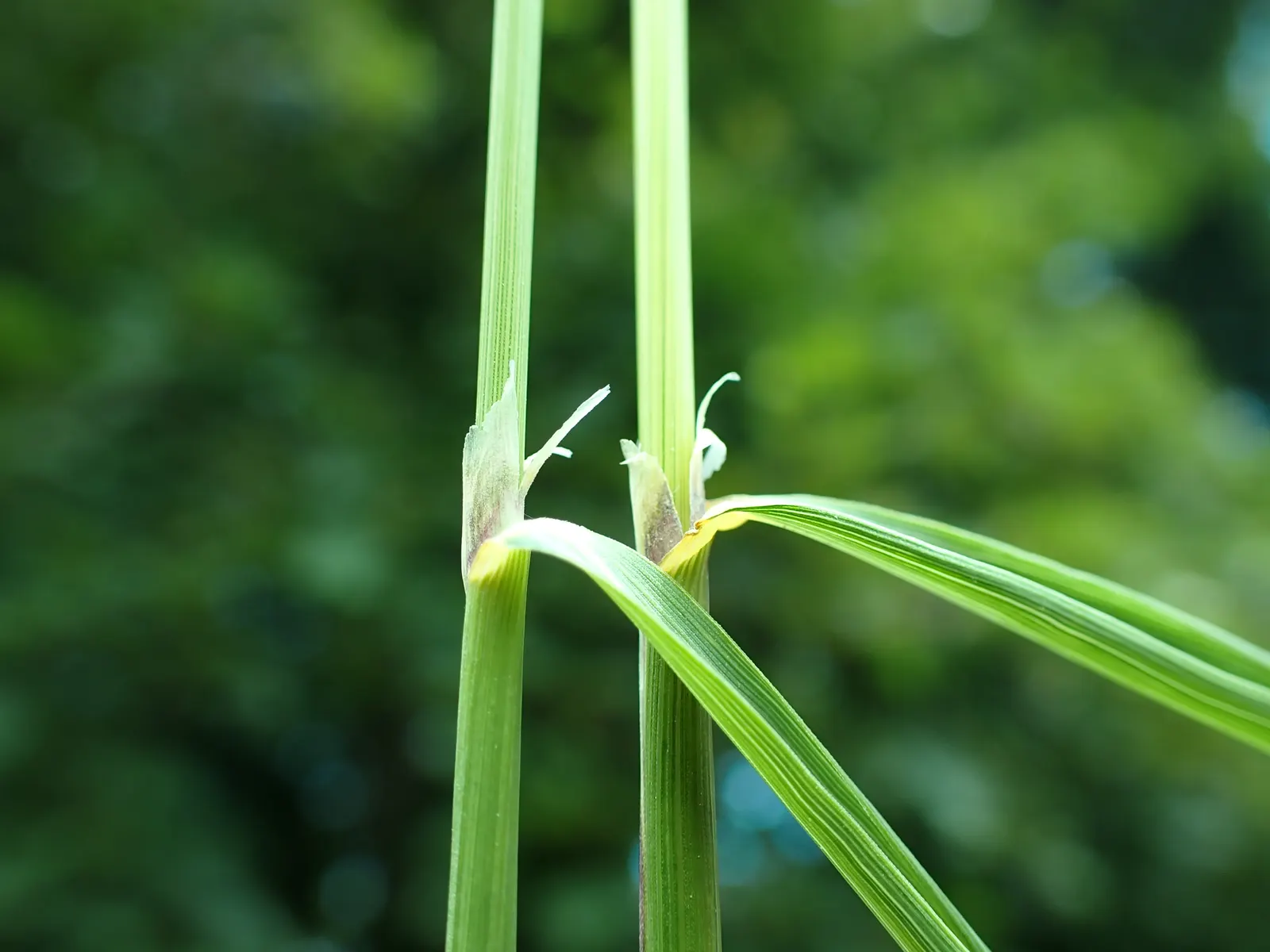 Blue Sedge (Carex Flacca) — and is drought tolerant to a degree