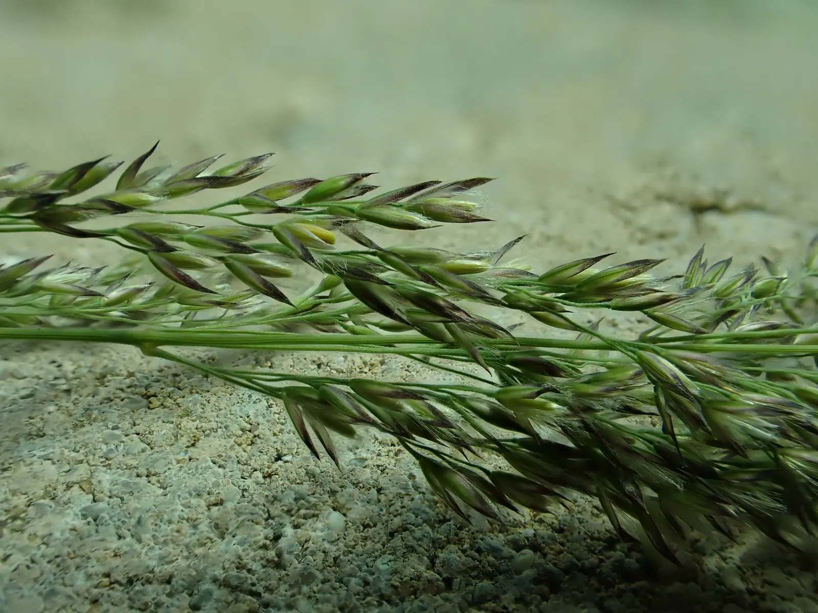 Blue Sedge (Carex Flacca) — arching leaves boast a unique powdery blue hue on the upper side and a glaucous green underside; commonly referred to, image 50