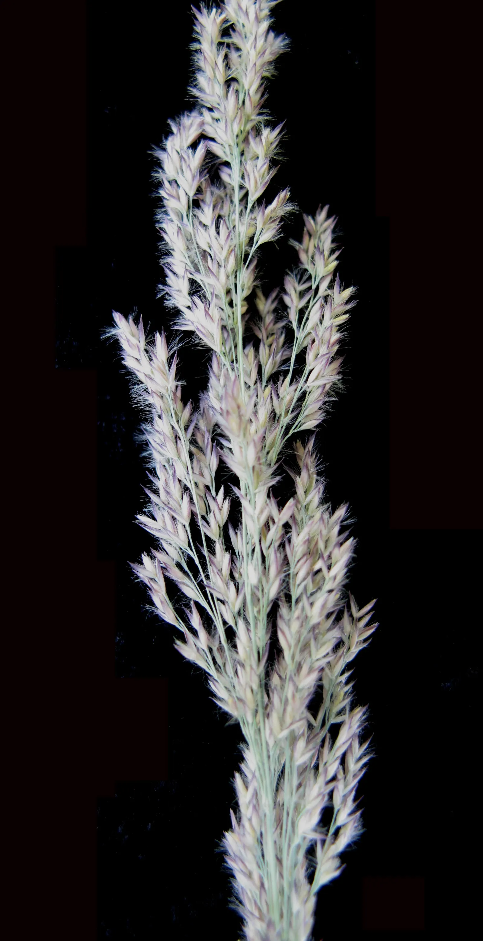 Blue Sedge (Carex Flacca) — Prefers partial to full shade and moist, well-drained soils; giving an additional visual interest without being ostentatious