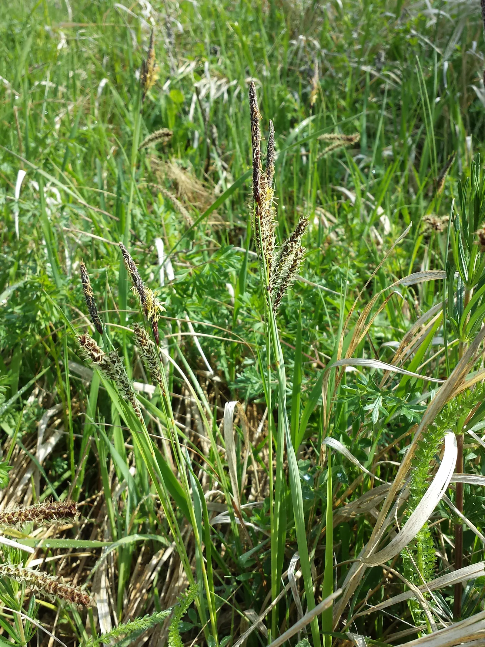 Blue Sedge (Carex Flacca) — though it thrives in well-drained; blue Sedge (Carex flacca), a hardy perennial grass-like plant, features powdery blue-green