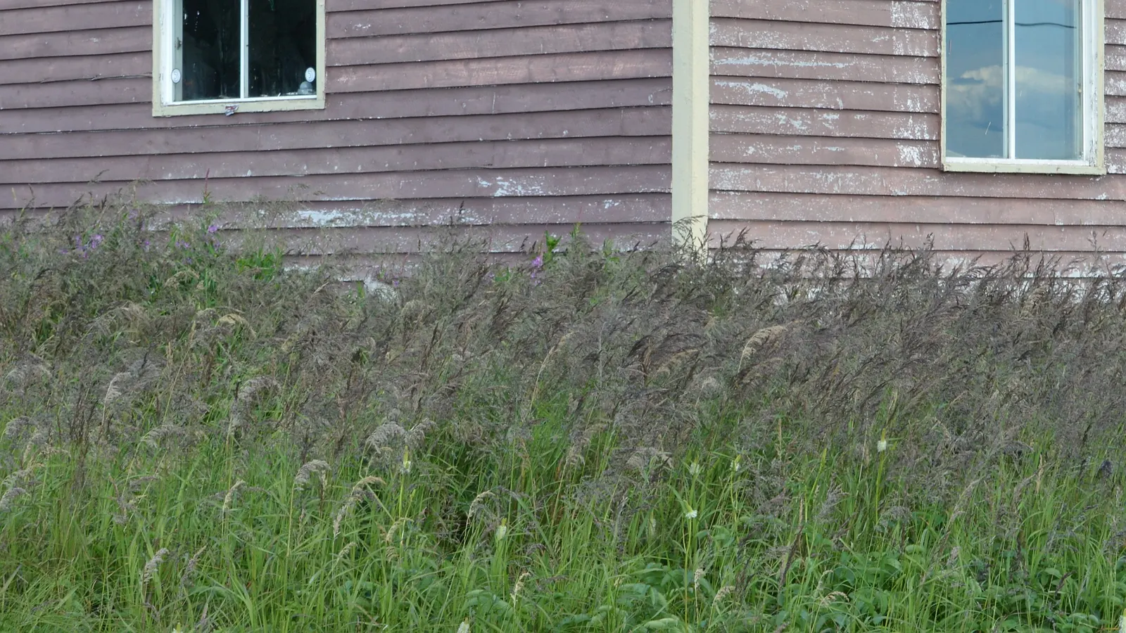 Blue Sedge (Carex Flacca) — this sedge is relatively low-maintenance; growing to a height of 6-12 inches with a similar spread, it thrives in USDA, image 55