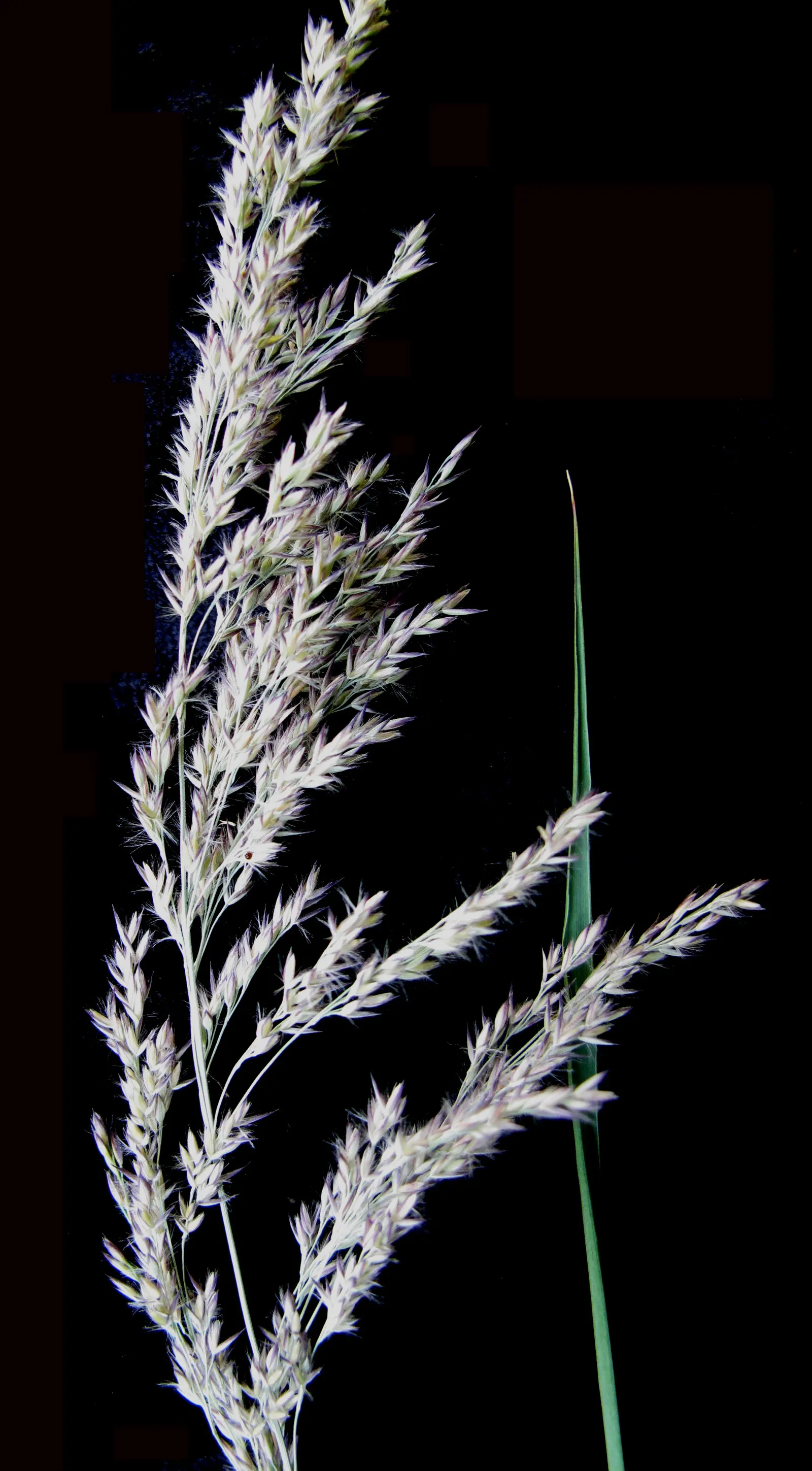 Blue Sedge (Carex Flacca) — Blue Sedge adapts well to a range of soil types; it is hardy in USDA Zones 4 through 9, making it a robust choice for various