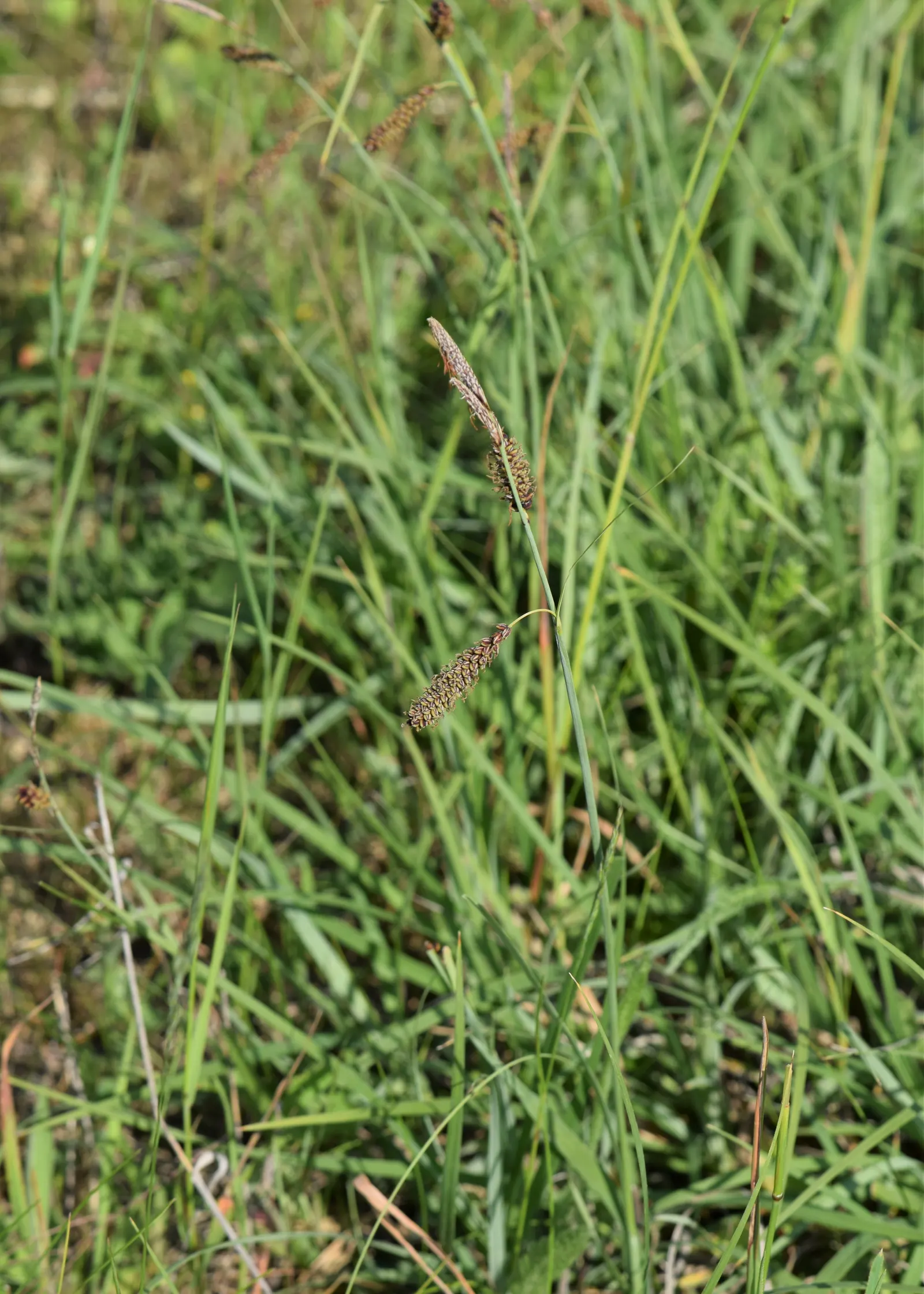 Blue Sedge (Carex Flacca) — arching leaves boast a unique powdery blue hue on the upper side and a glaucous green underside; commonly referred to, image 70