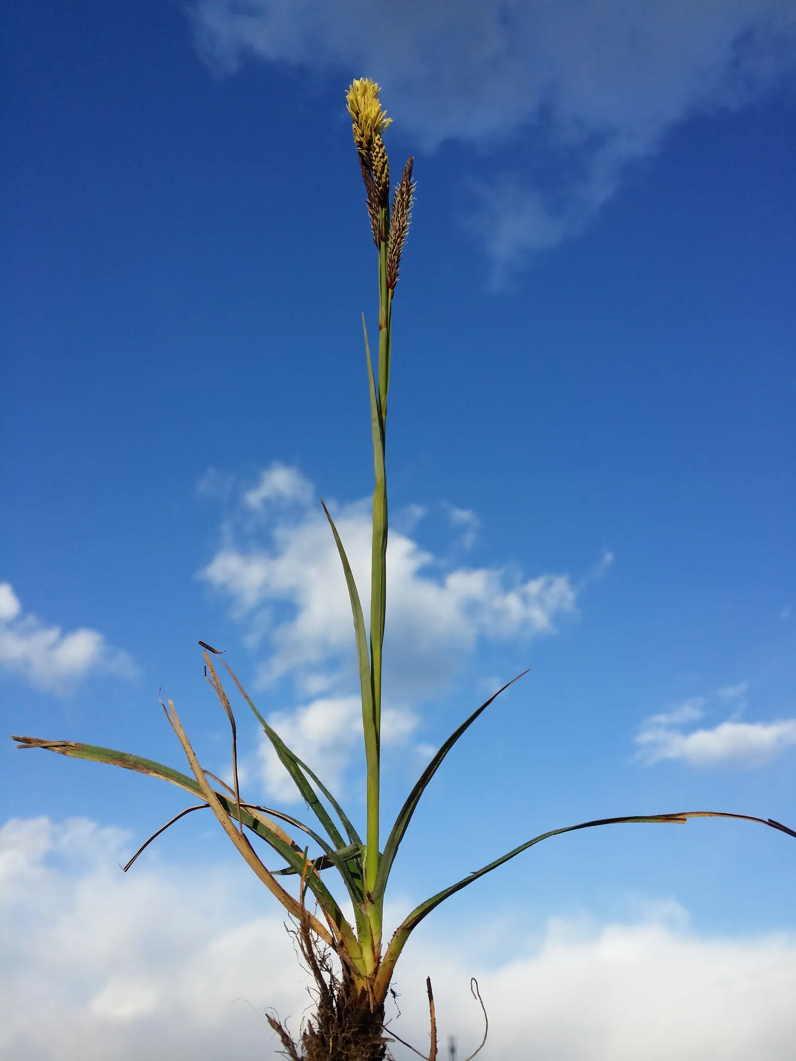 Blue Sedge (Carex Flacca) — arching leaves boast a unique powdery blue hue on the upper side and a glaucous green underside; commonly referred to, image 90