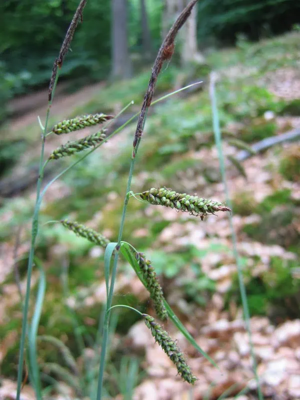 Blue Sedge (Carex Flacca) — Low maintenance with minimal fertilization needs; though it thrives in well-drained, image 65