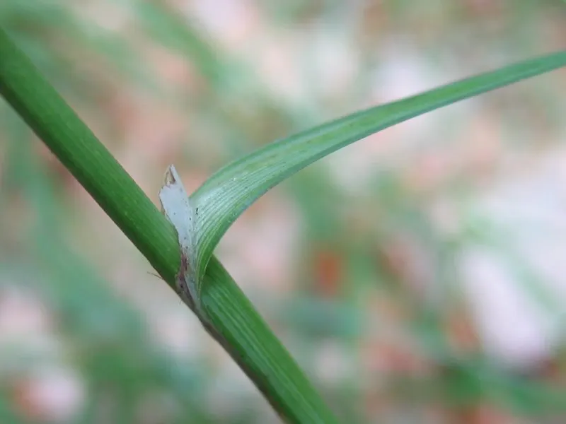 Blue Sedge (Carex Flacca) — It is hardy in USDA Zones 4 through 9, making it a robust choice for various climates; this sedge is relatively, image 74