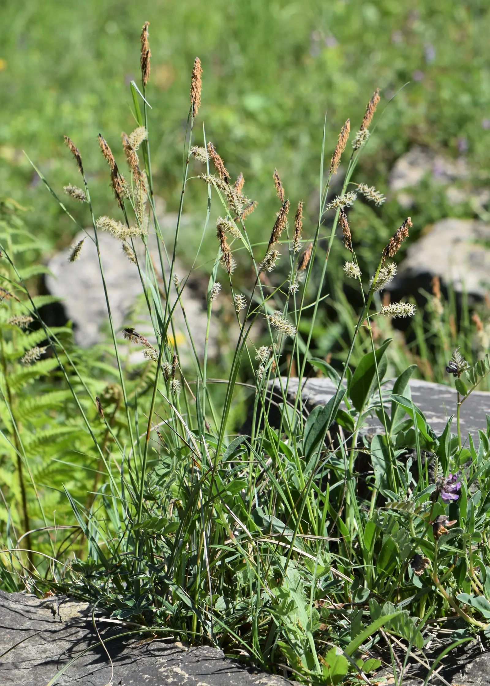 Blue Sedge (Carex Flacca) — rarely troubled by pests or diseases; typically reaching heights of 6 to 12 inches with a comparable spread of 12 to 18, image 56