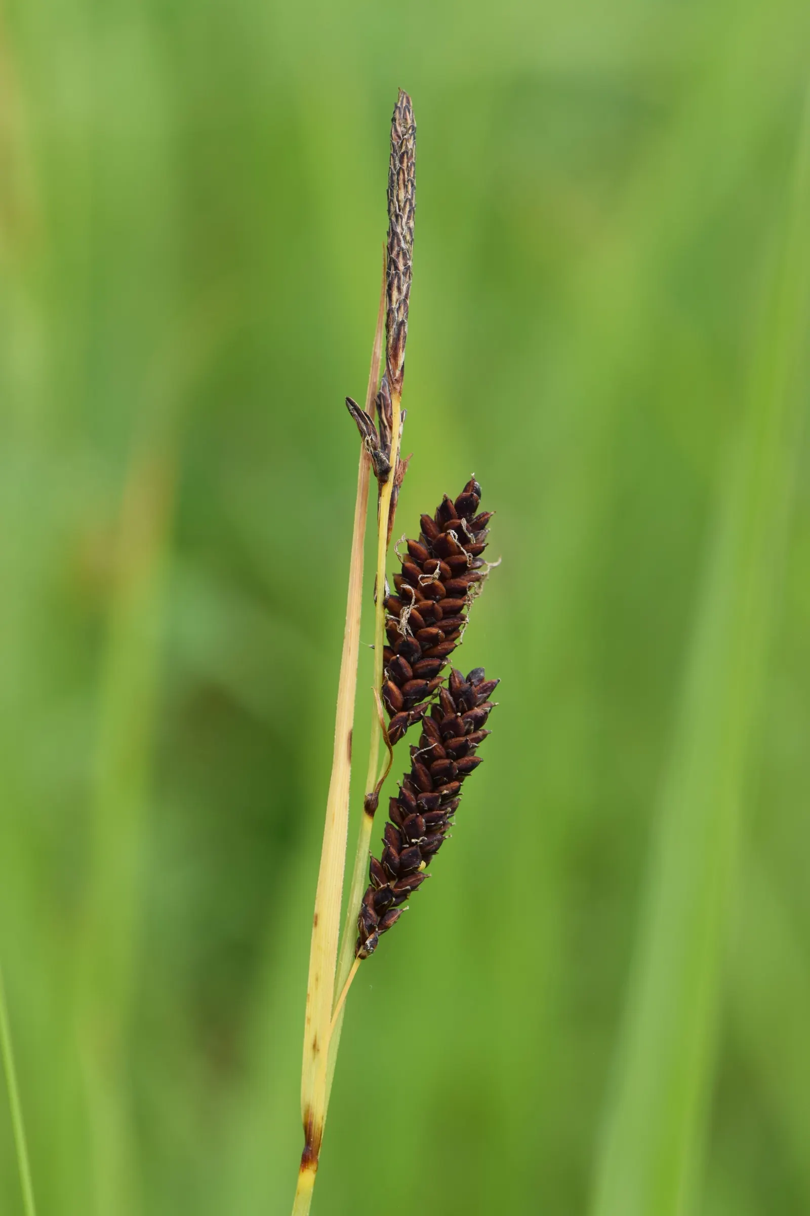 Blue Sedge (Carex Flacca) — though it thrives in well-drained; blue Sedge (Carex flacca), a hardy perennial grass-like plant, features powdery, image 52