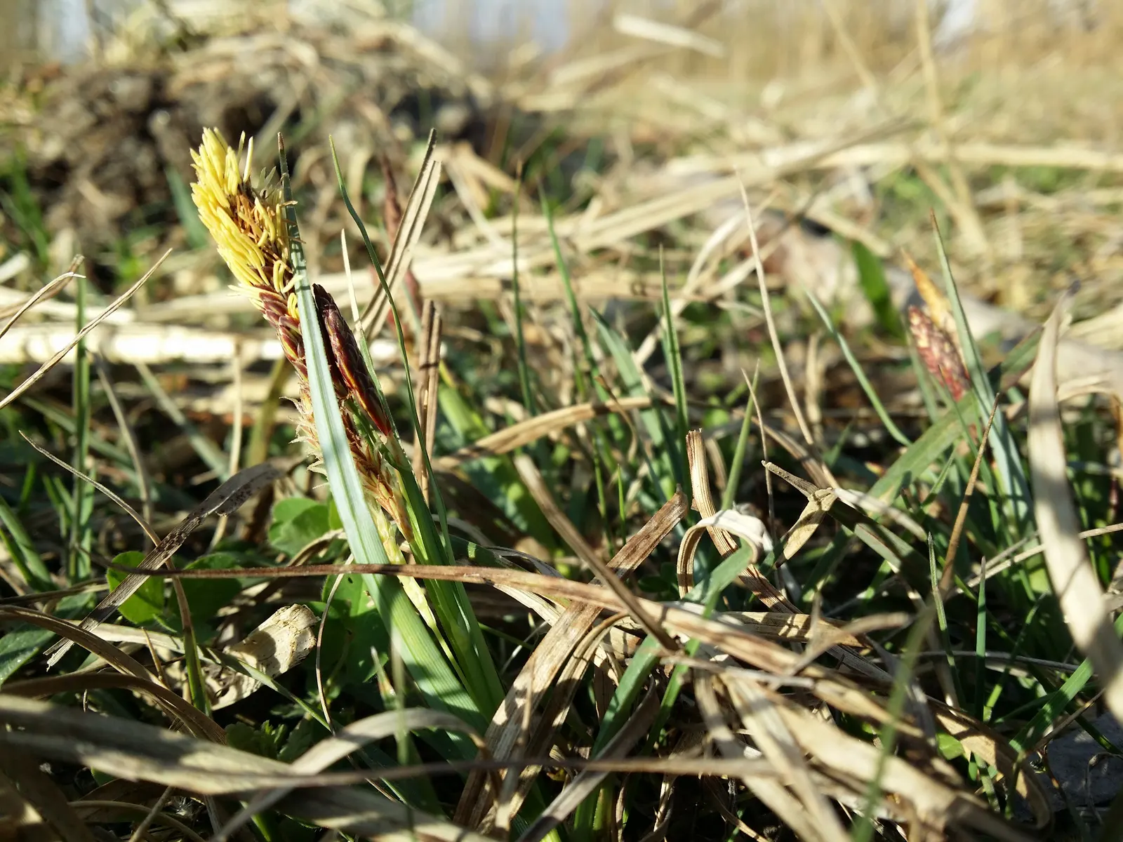 Blue Sedge (Carex Flacca) — Growing to a height of 6-12 inches with a similar spread, it thrives in USDA zones 4-9; blue Sedge adapts well to a, image 42