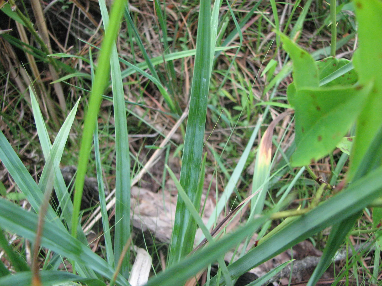 Blue Sedge (Carex Flacca) — Blue Sedge (Carex flacca), a hardy perennial grass-like plant, features powdery blue-green foliage; ideal for ground, image 41