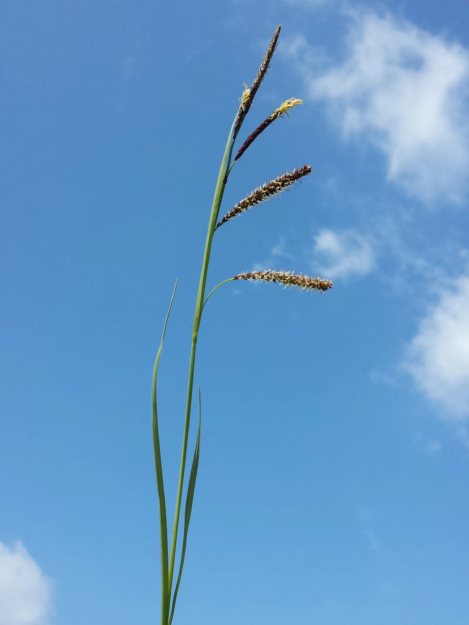 Blue Sedge (Carex Flacca) — Ideal for ground cover, borders, and underplanting; low maintenance with minimal fertilization needs, image 64