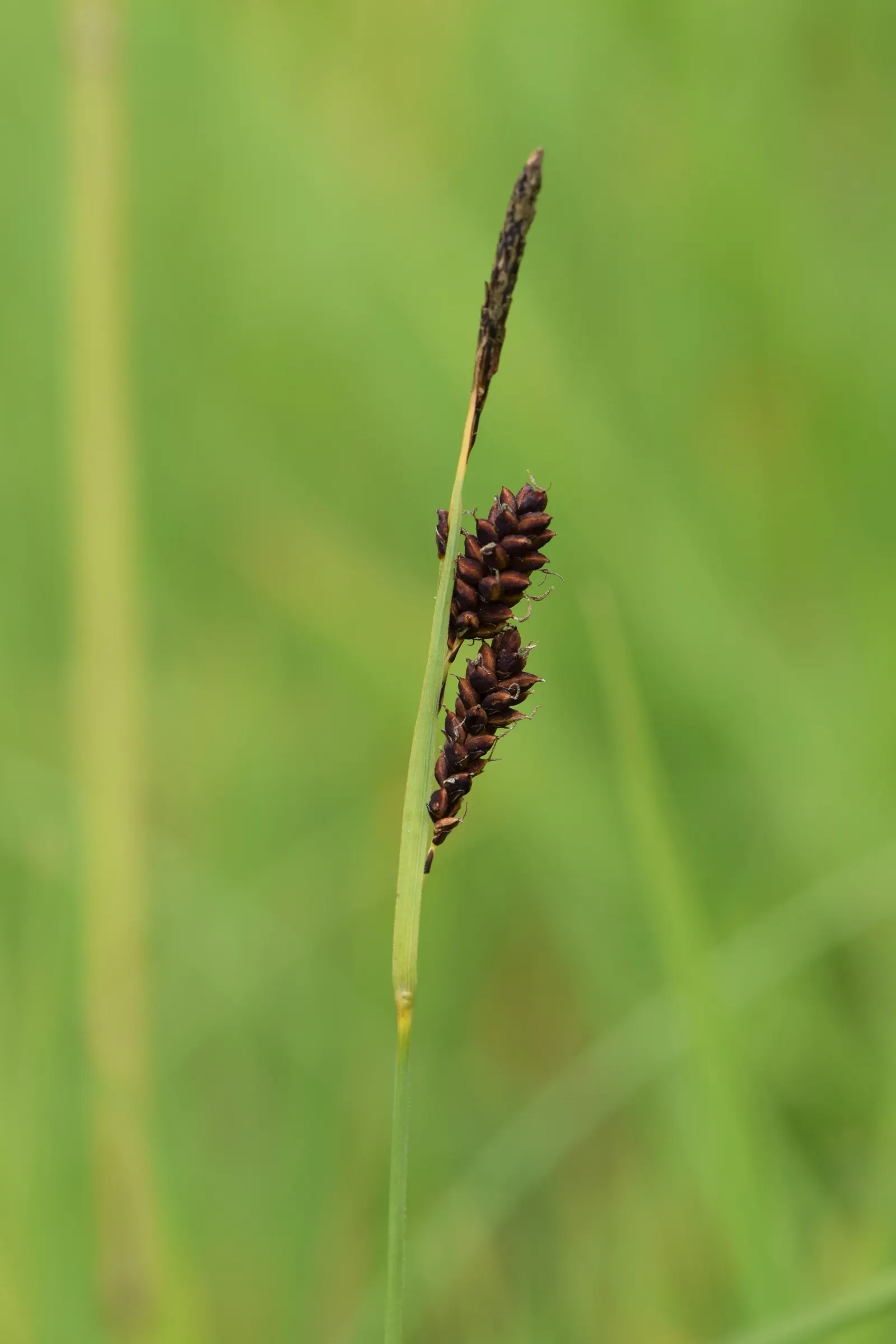Blue Sedge (Carex Flacca) — though it thrives in well-drained