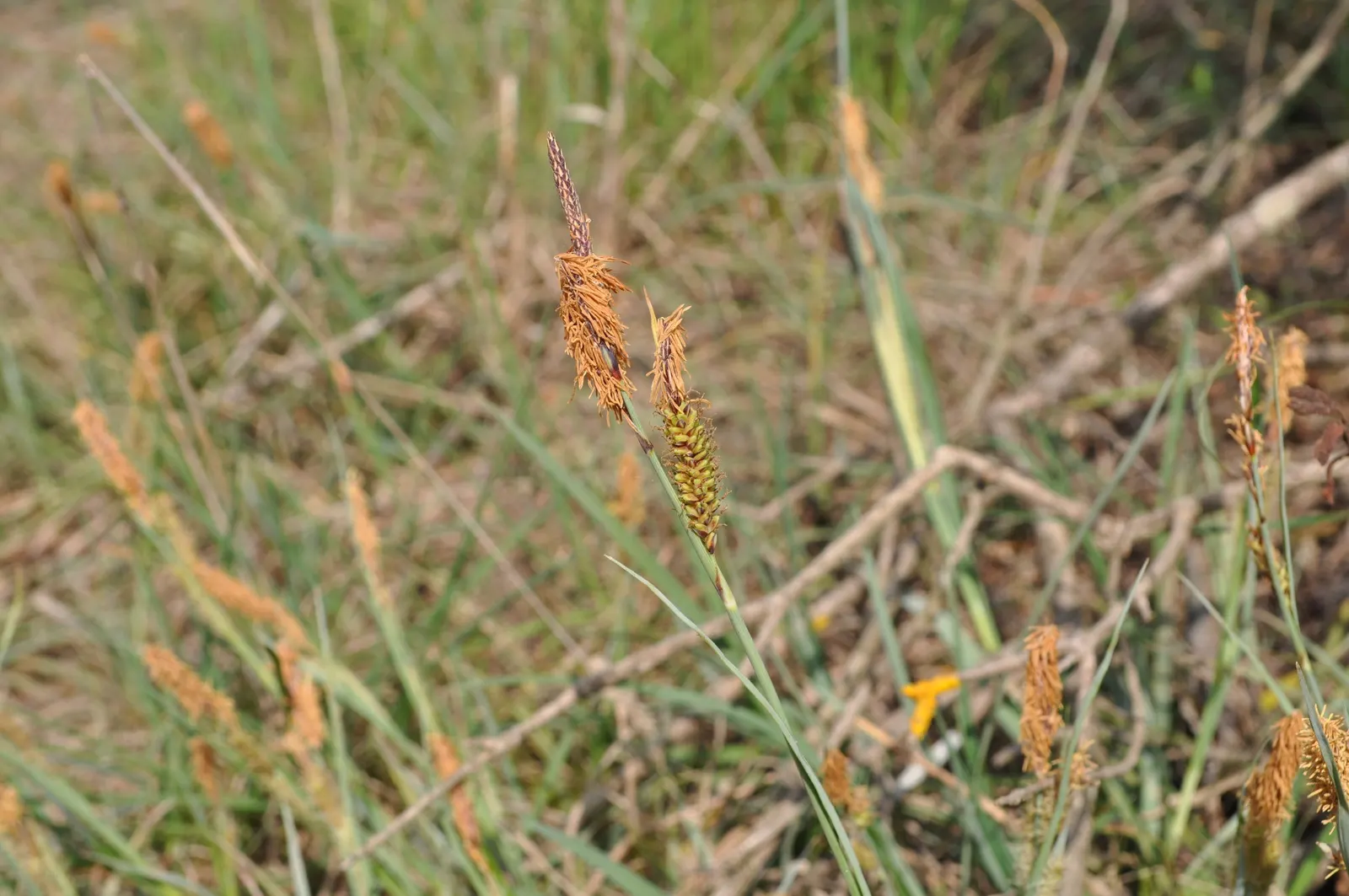 Blue Sedge (Carex Flacca) — typically reaching heights of 6 to 12 inches with a comparable spread of 12 to 18 inches; grass / ground cover for full, image 89