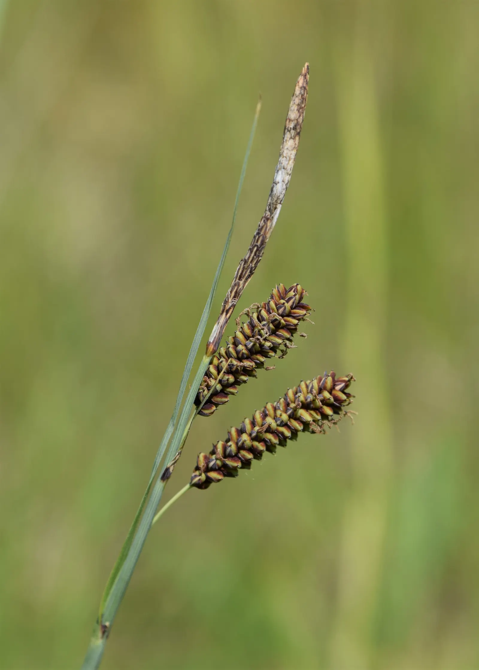 Blue Sedge (Carex Flacca) — giving an additional visual interest without being ostentatious; prefers partial to full shade and moist, well-drained, image 58