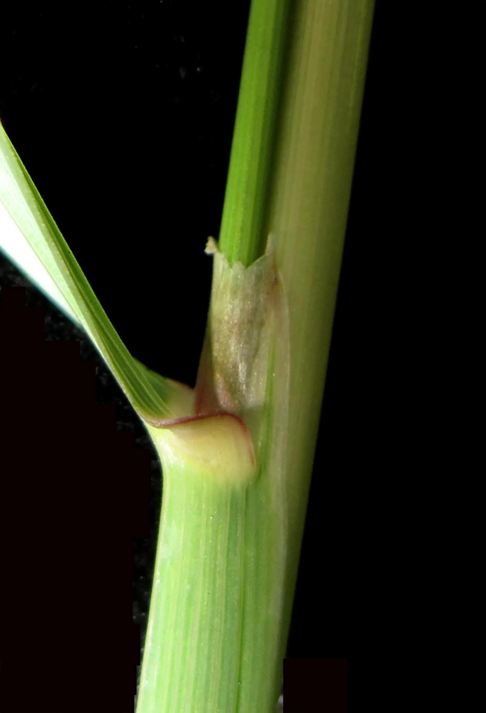 Blue Sedge (Carex Flacca) — Low maintenance with minimal fertilization needs; though it thrives in well-drained, image 45