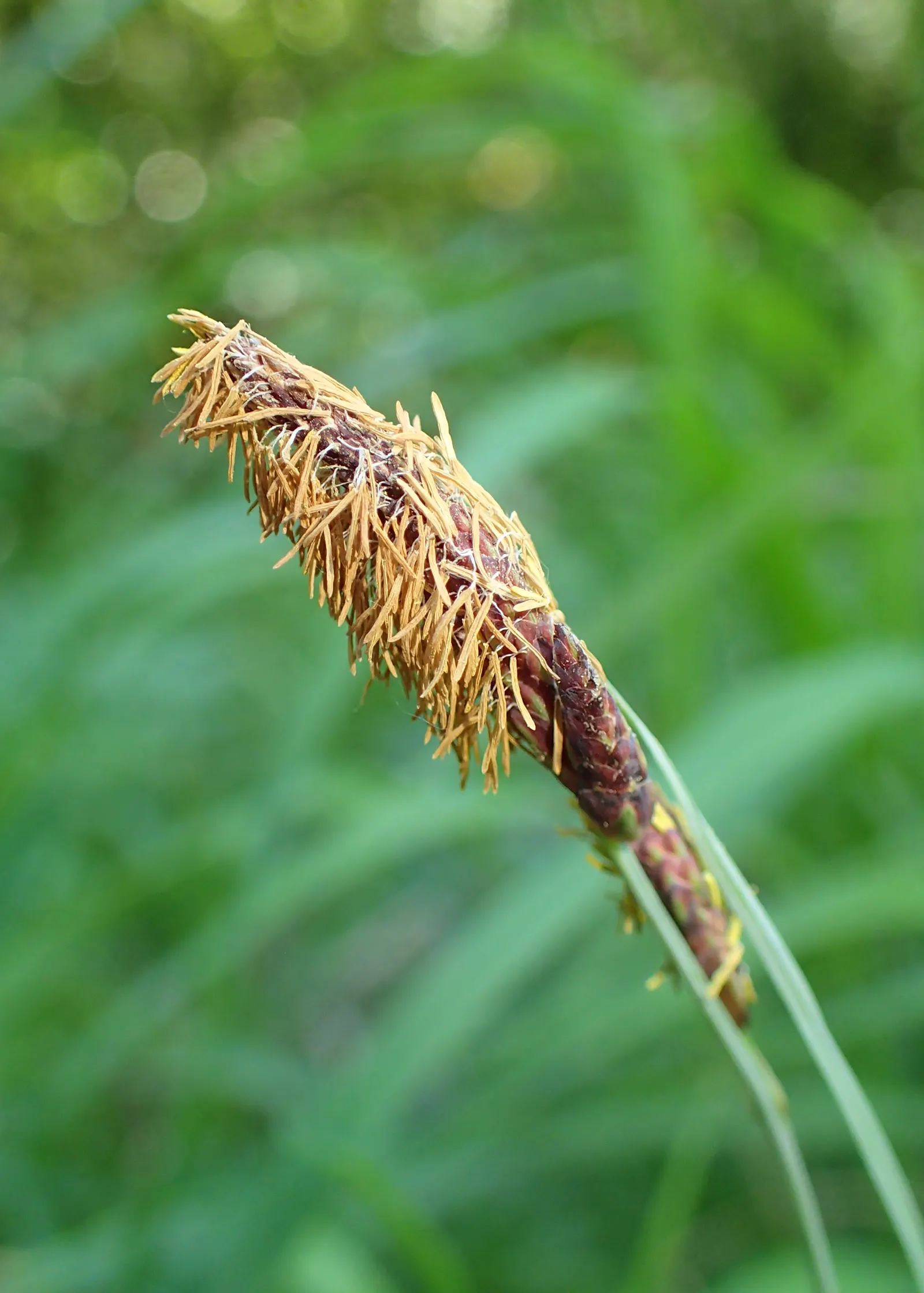Blue Sedge (Carex Flacca) — This versatile sedge grows in graceful
