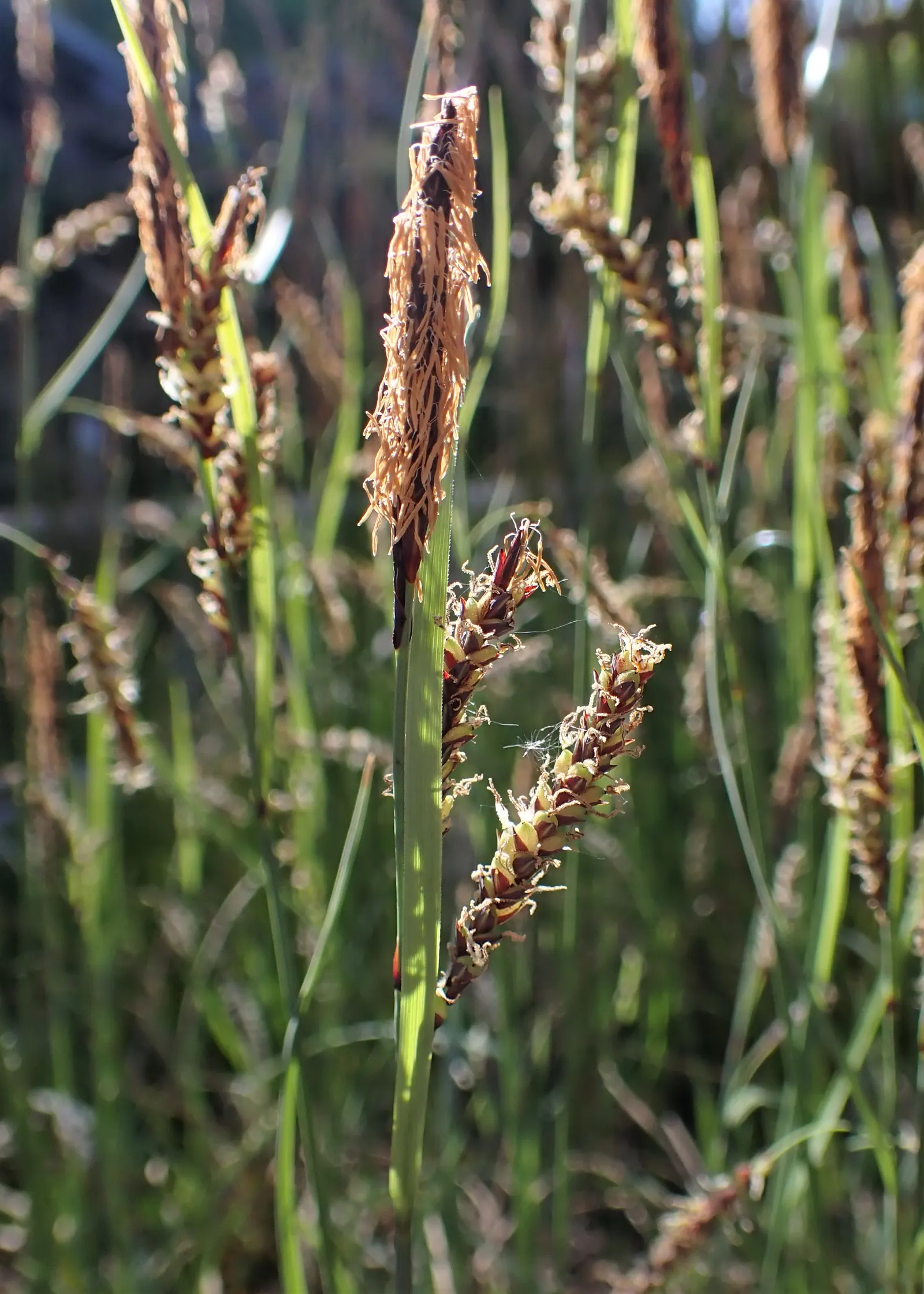 Blue Sedge (Carex Flacca) — Blue Sedge (Carex flacca), a hardy perennial grass-like plant, features powdery blue-green foliage